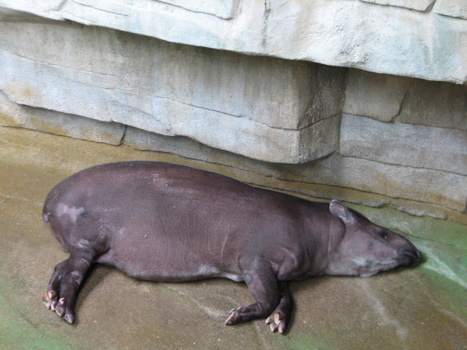 Tropic World - South America - Brazilian Tapir