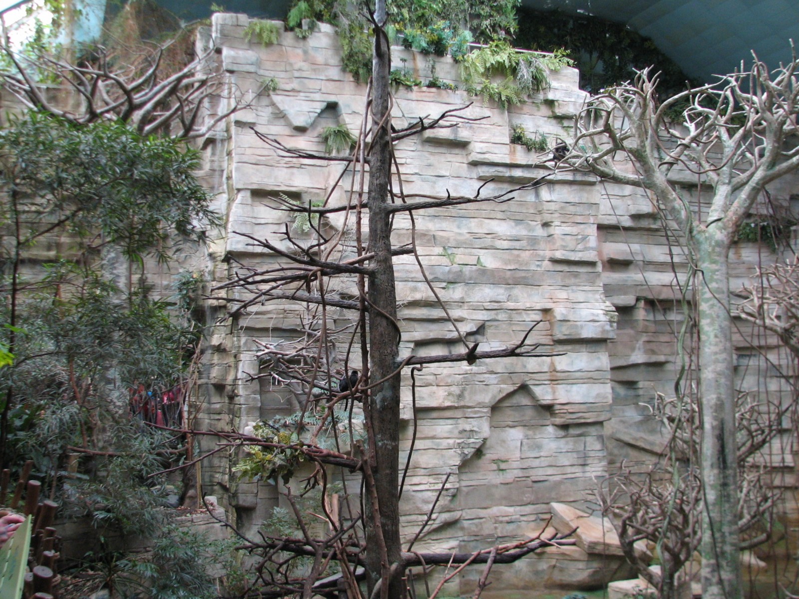 Tropic World - South America - Callimico Exhibit Tree