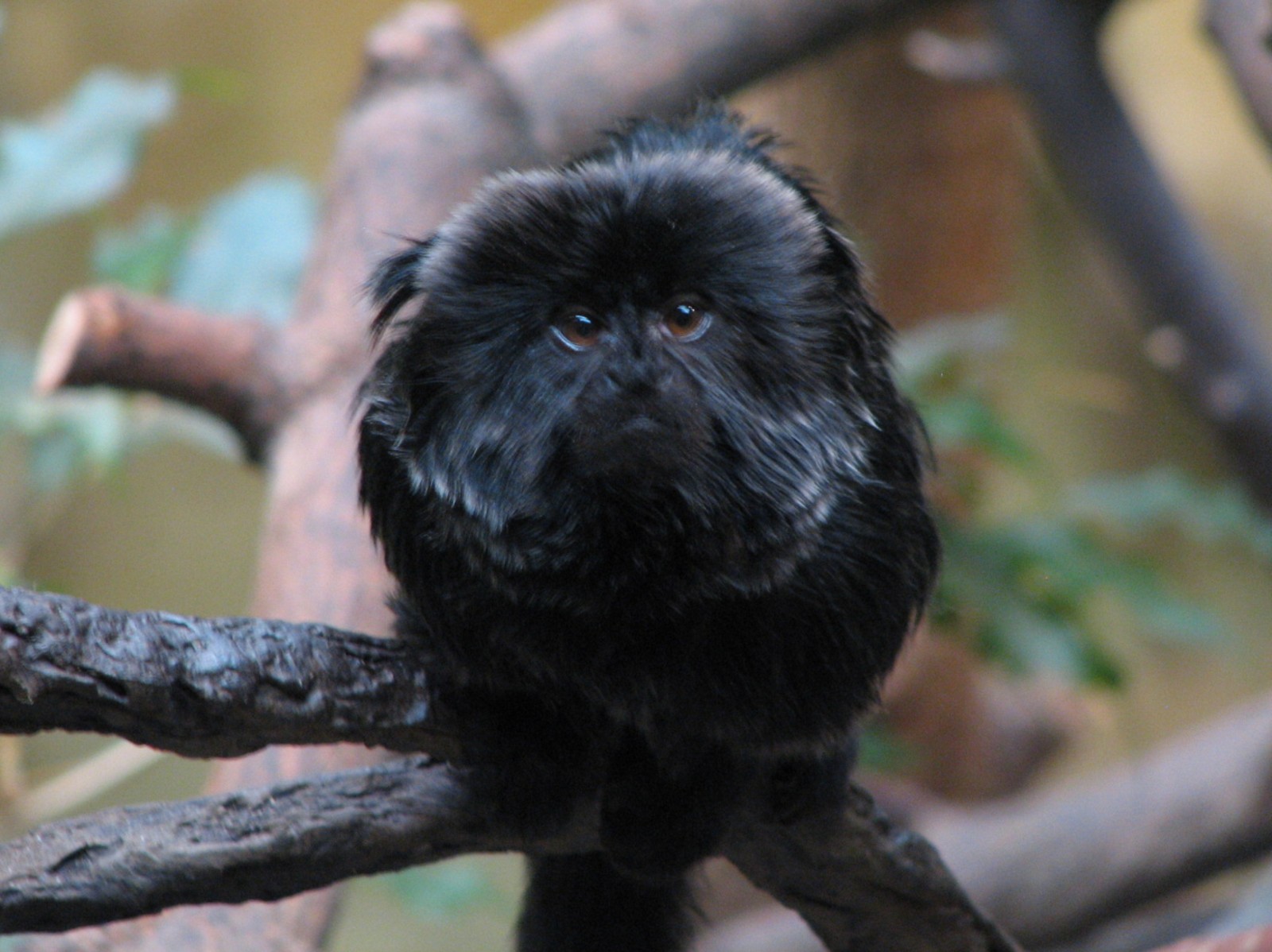 Tropic World - South America - Callimico