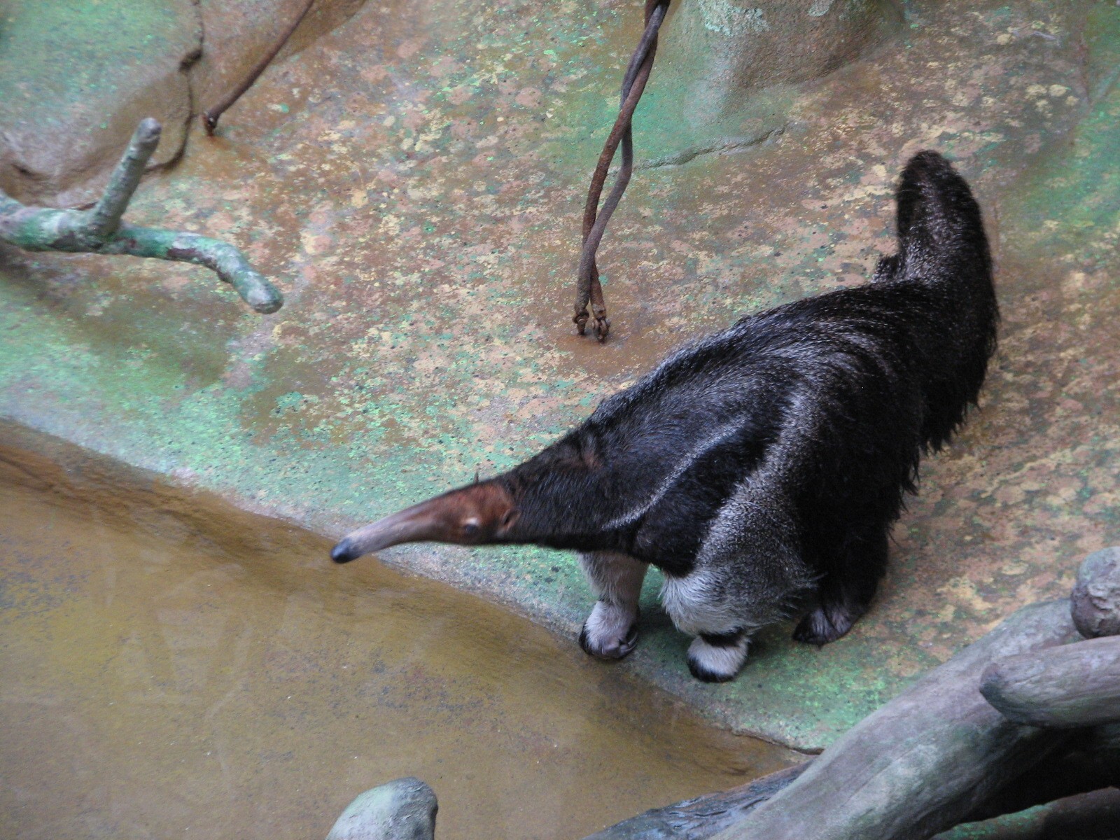 Tropic World - South America - Giant Anteater