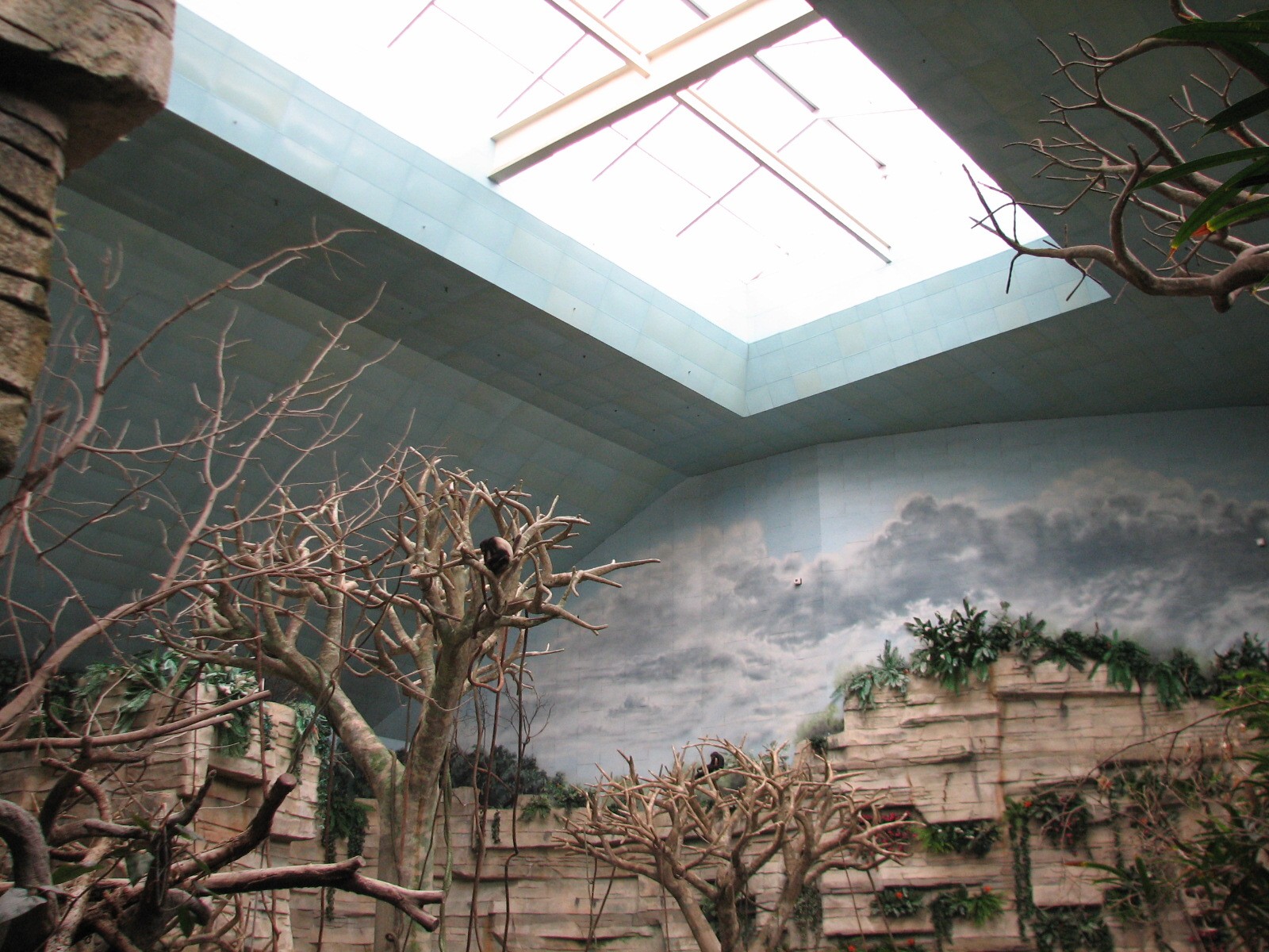 Tropic World - South America - Skylight