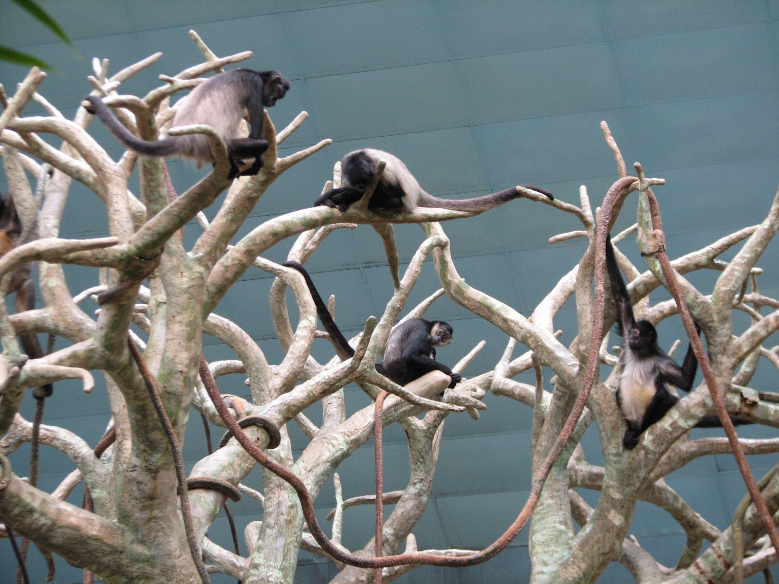 Tropic World - South America - Spider Monkey