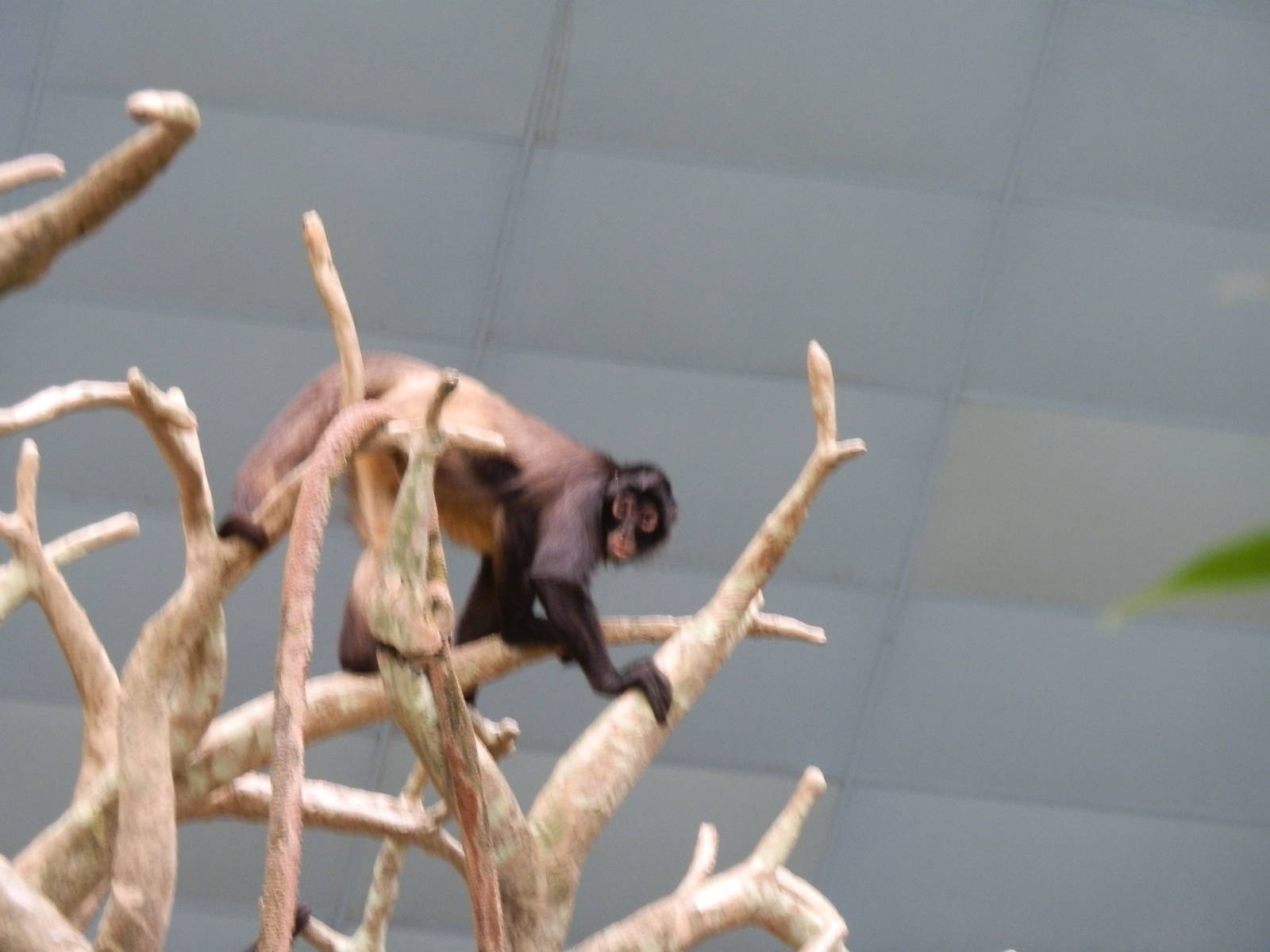 Tropic World- Spider Monkey