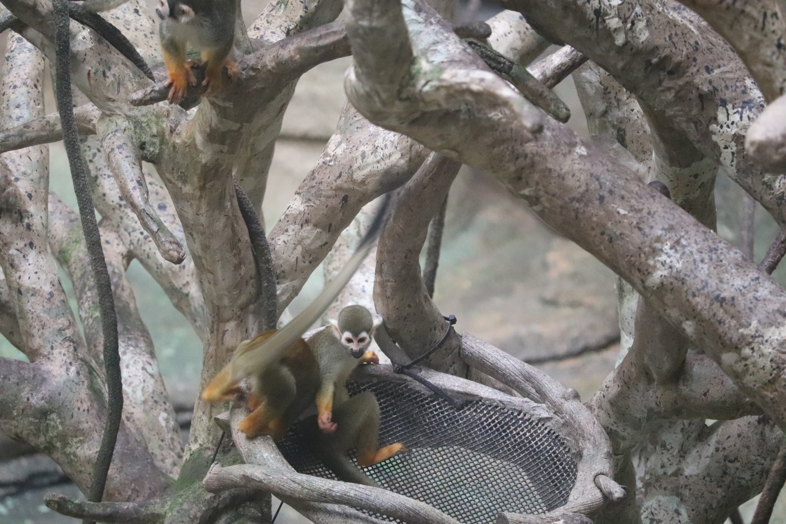 Tropic World - Squirrel Monkey