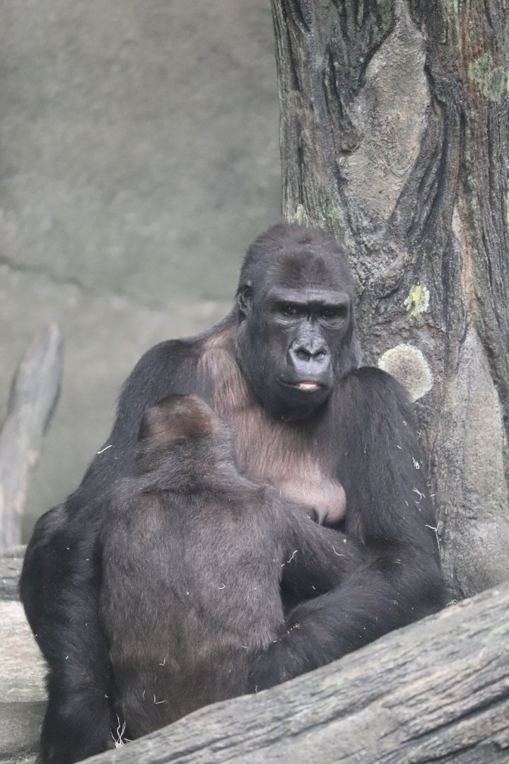 Tropic World - Western Lowland Gorilla