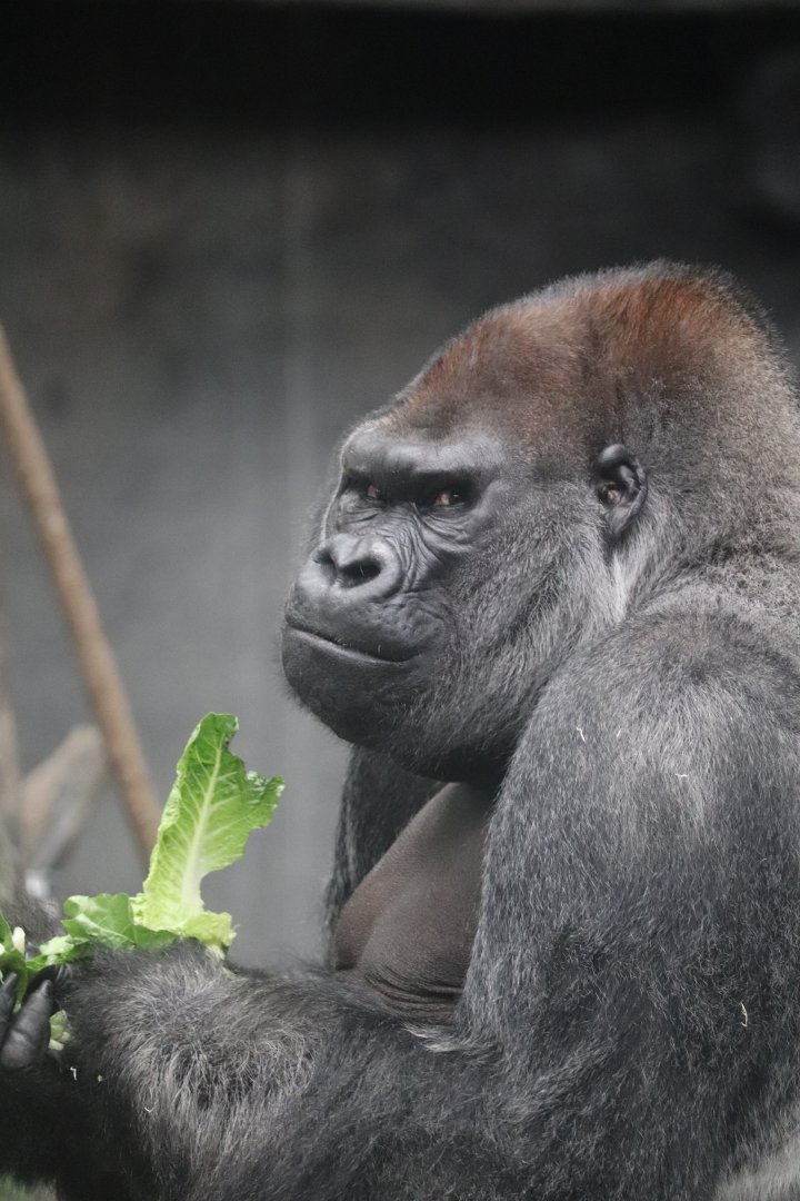 Tropic World - Western Lowland Gorilla