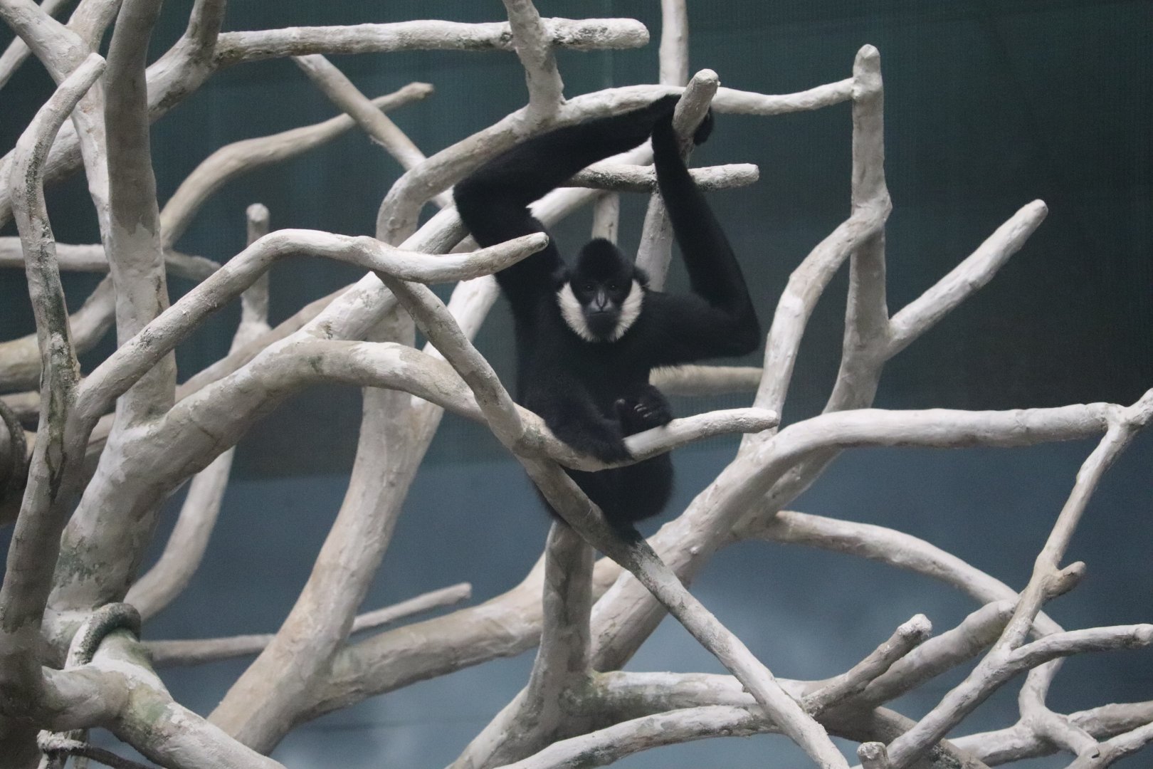 Tropic World - White-Cheeked Gibbon