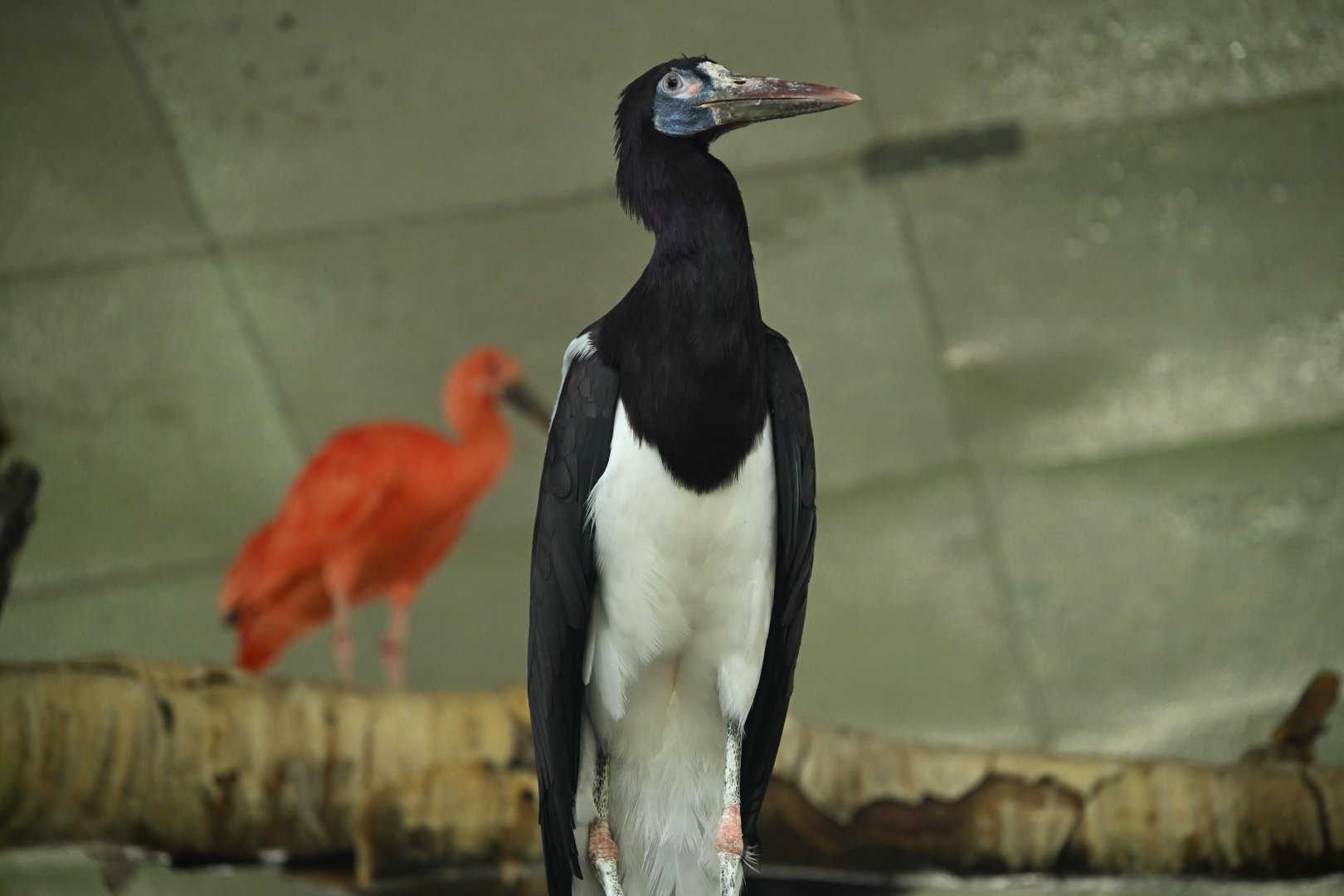 Tropic Zone - Abdim's Stork (Ciconia abdimii)