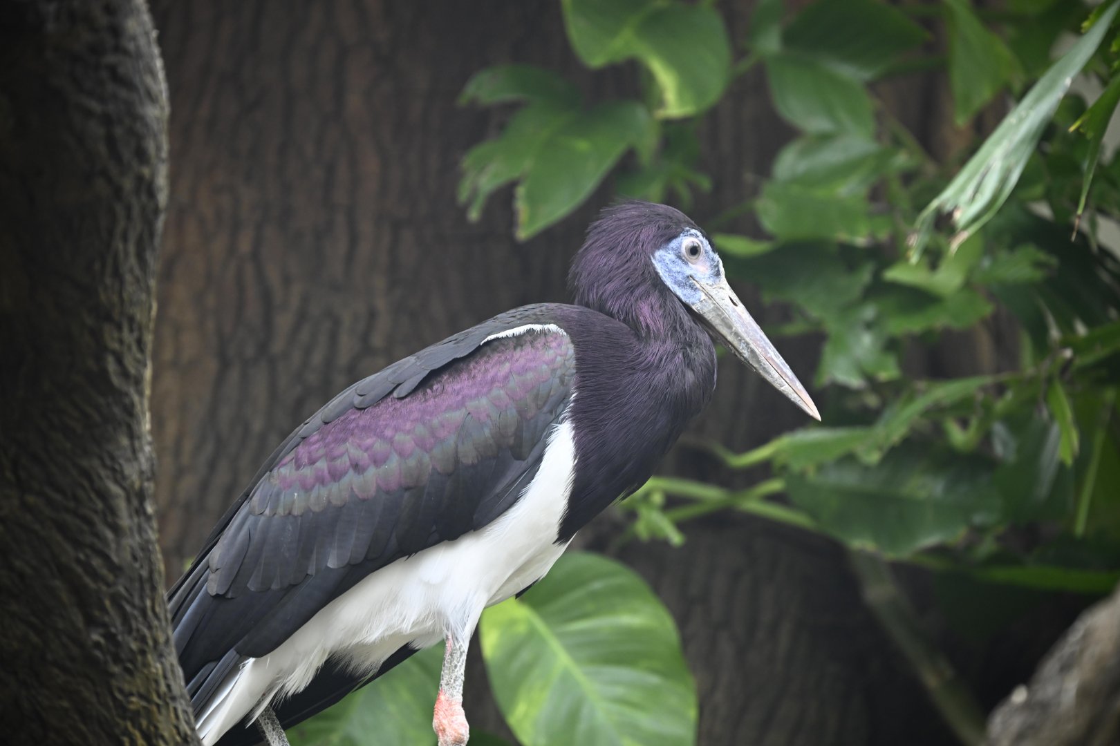 Tropic Zone - Abdim's Stork (Ciconia abdimii)