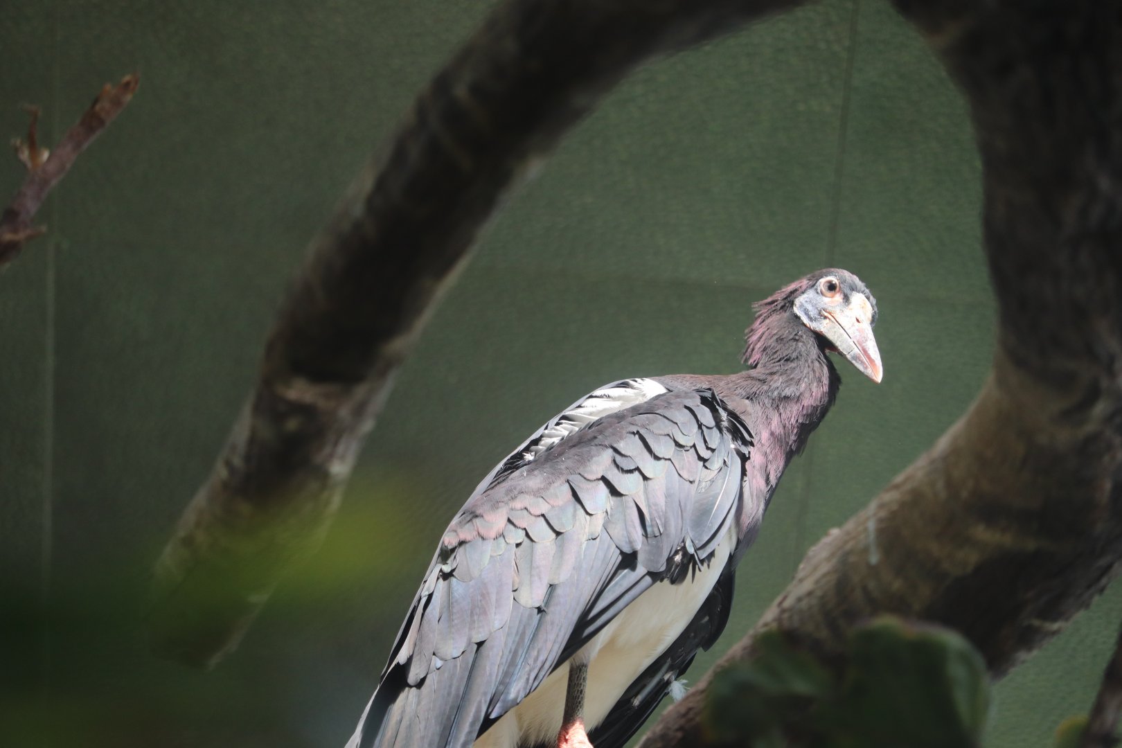 Tropic Zone - Abdim's Stork