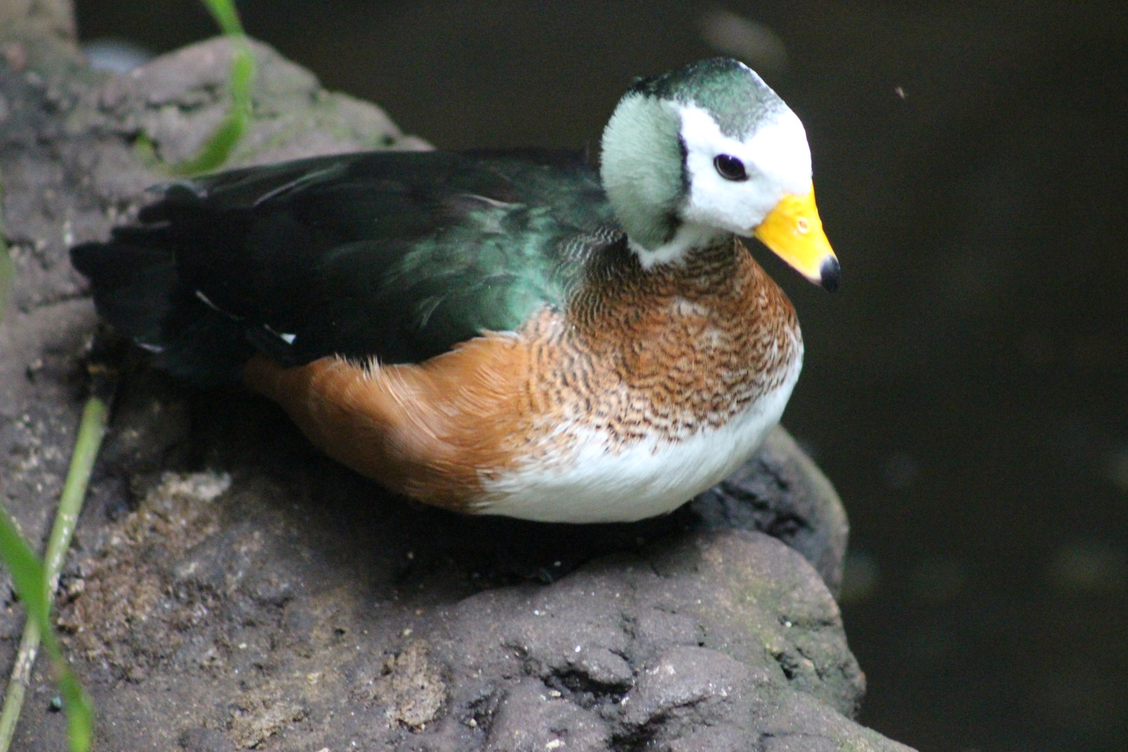 Tropic Zone - African Pygmy Goose