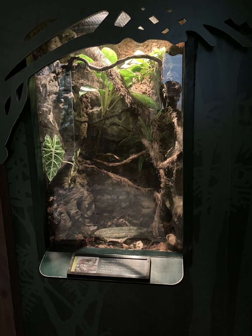 Tropic Zone - Amazon Milk Frog Terrarium