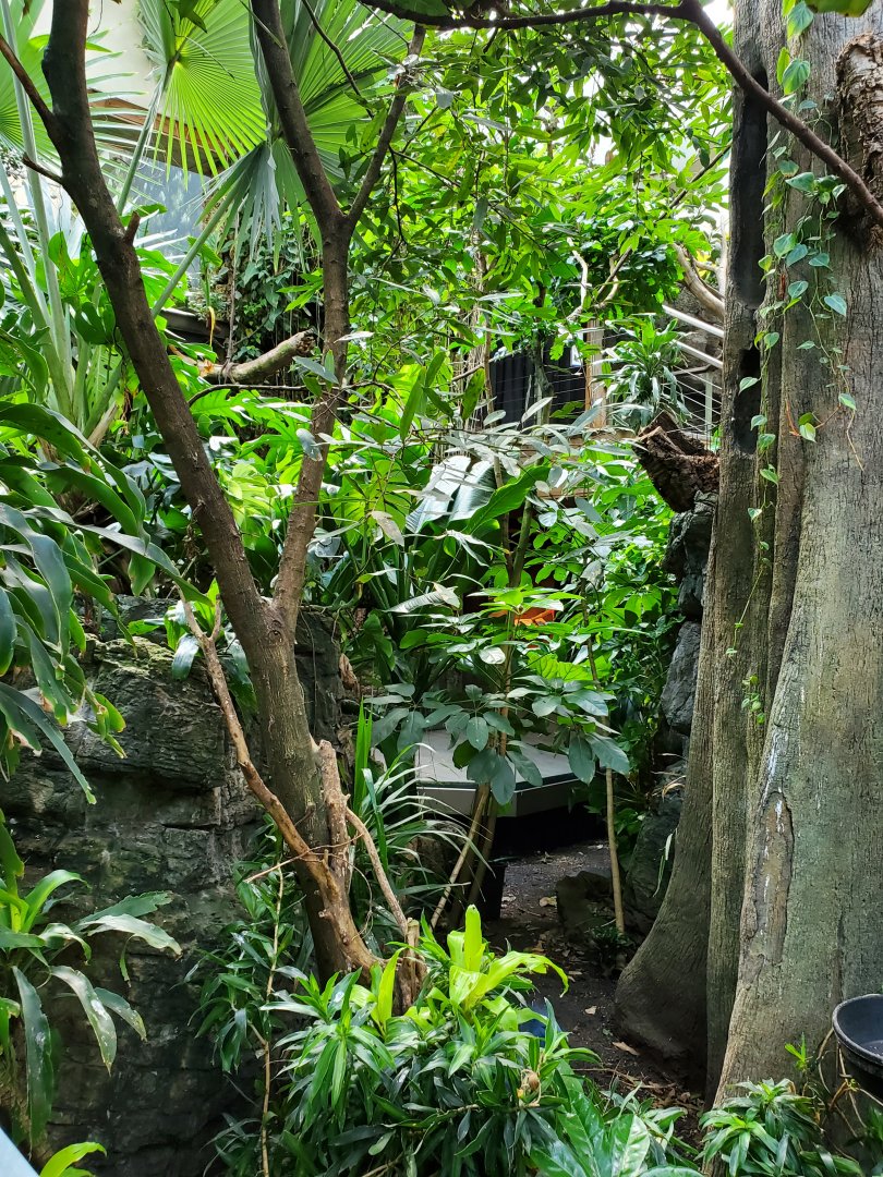 Tropic Zone - August 2021