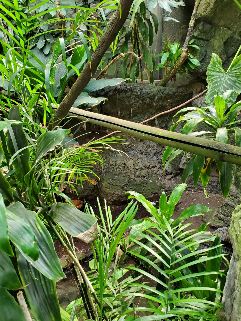 Tropic Zone - August 2021