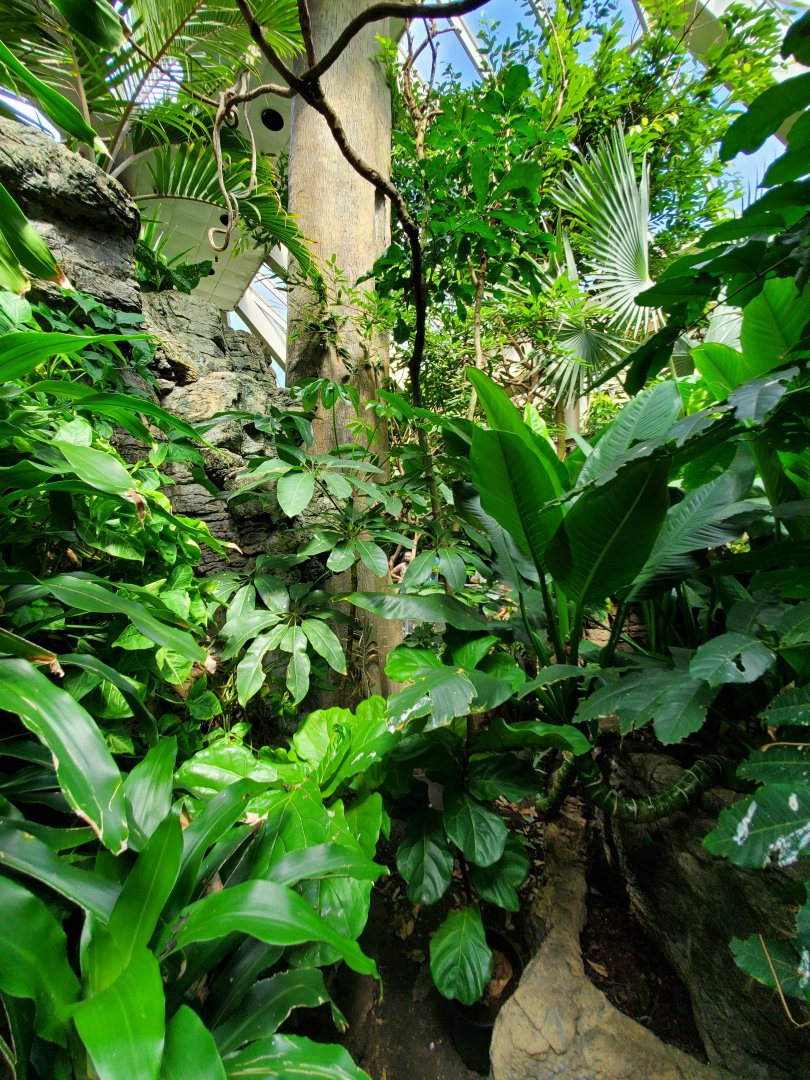 Tropic Zone - August 2021