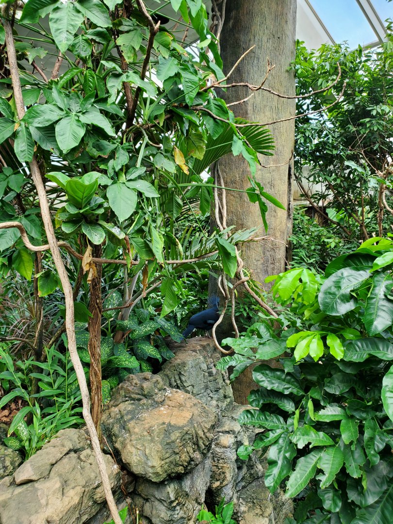 Tropic Zone - August 2021