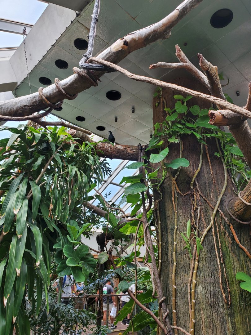 Tropic Zone - August 2021