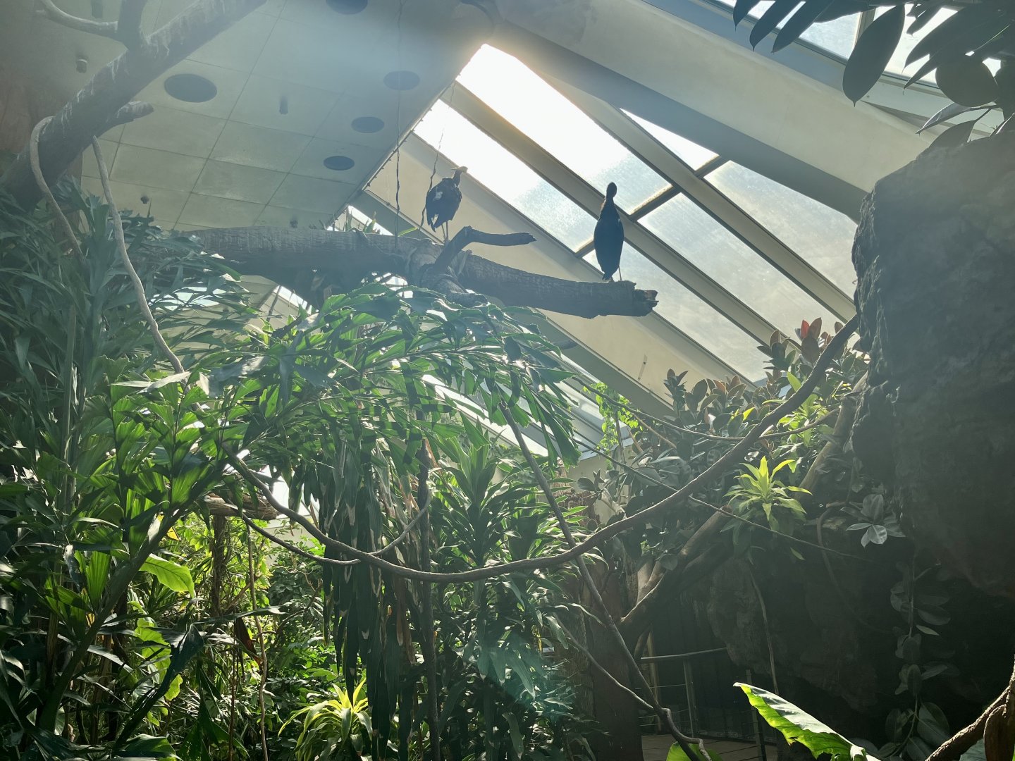 Tropic Zone - Aviary