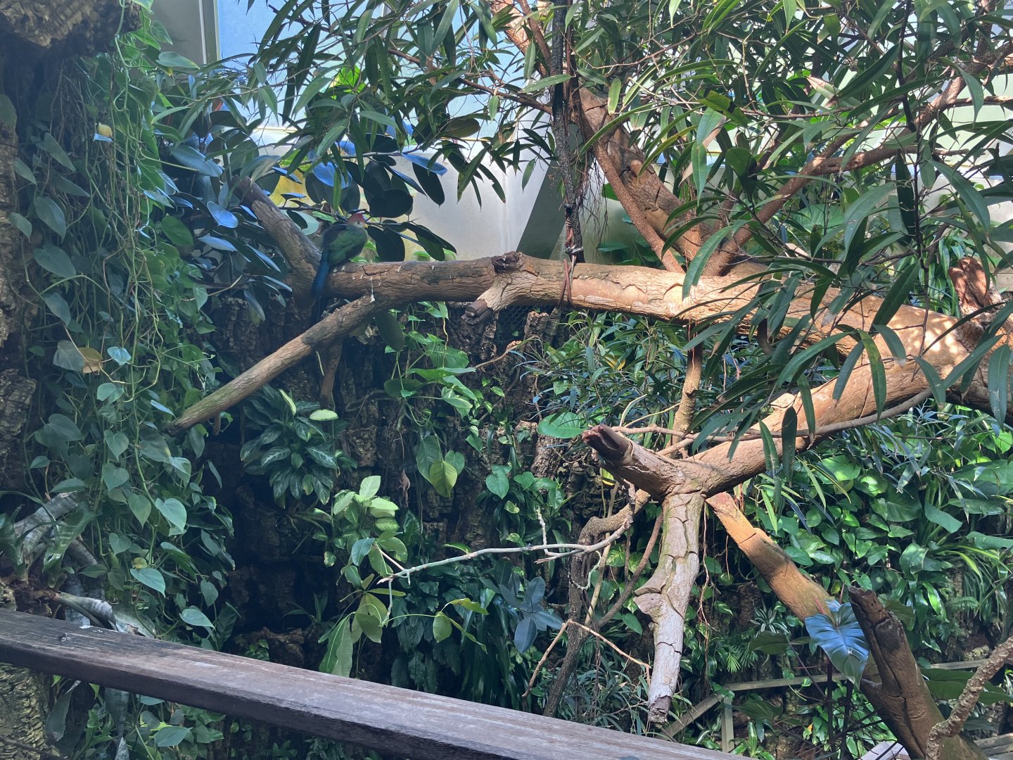 Tropic Zone - Aviary