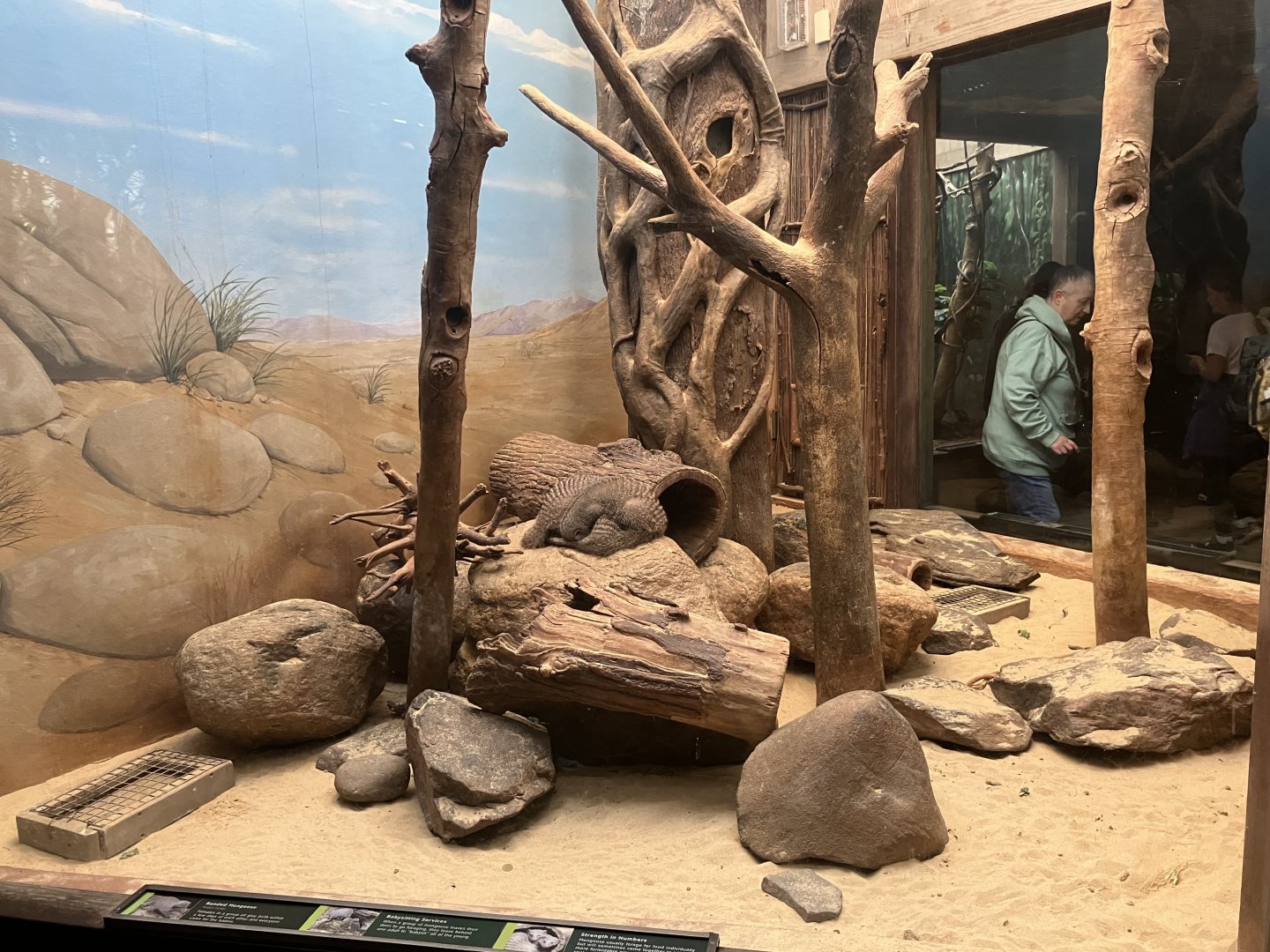 Tropic Zone - Banded Mongoose Exhibit