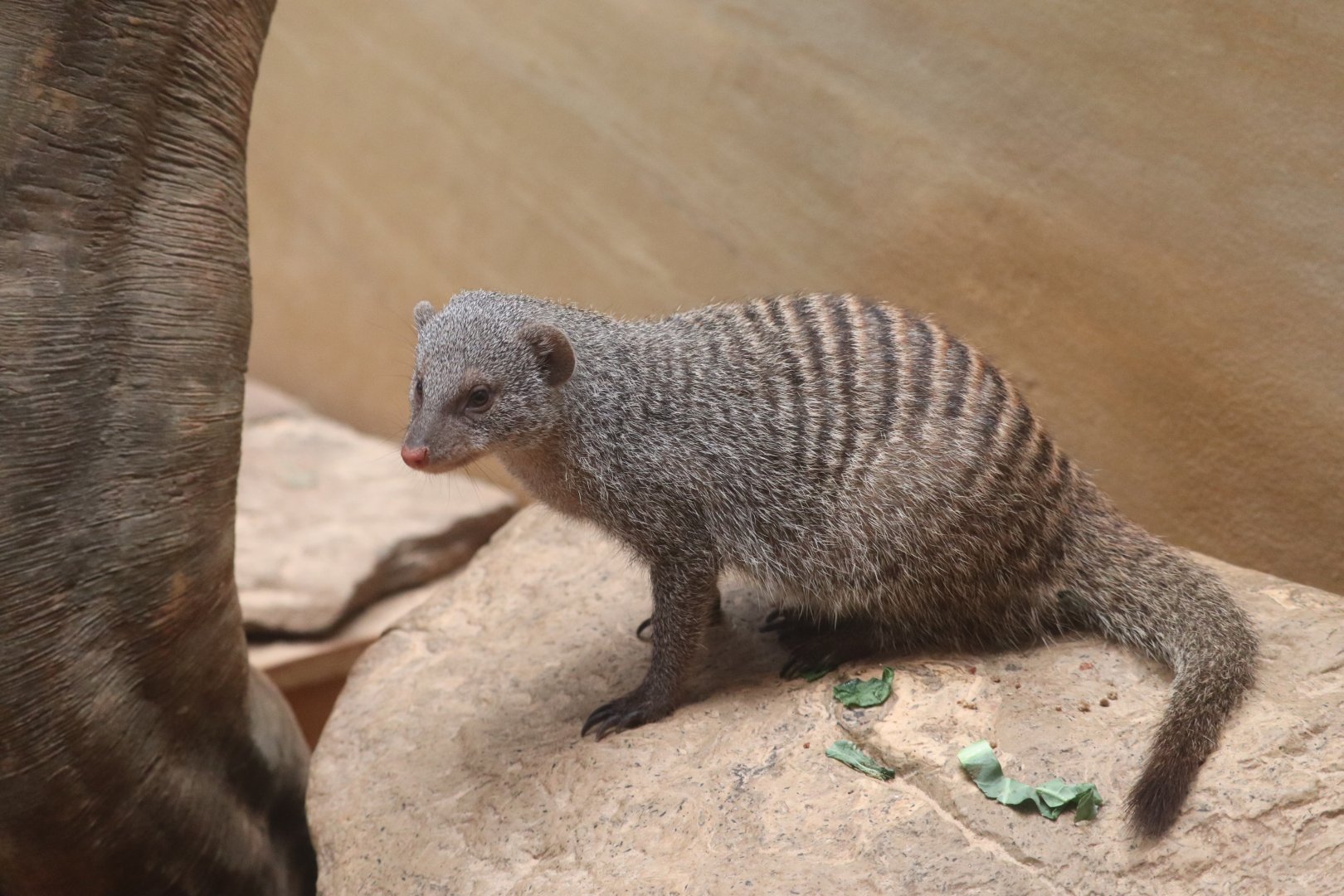 Tropic Zone - Banded Mongoose