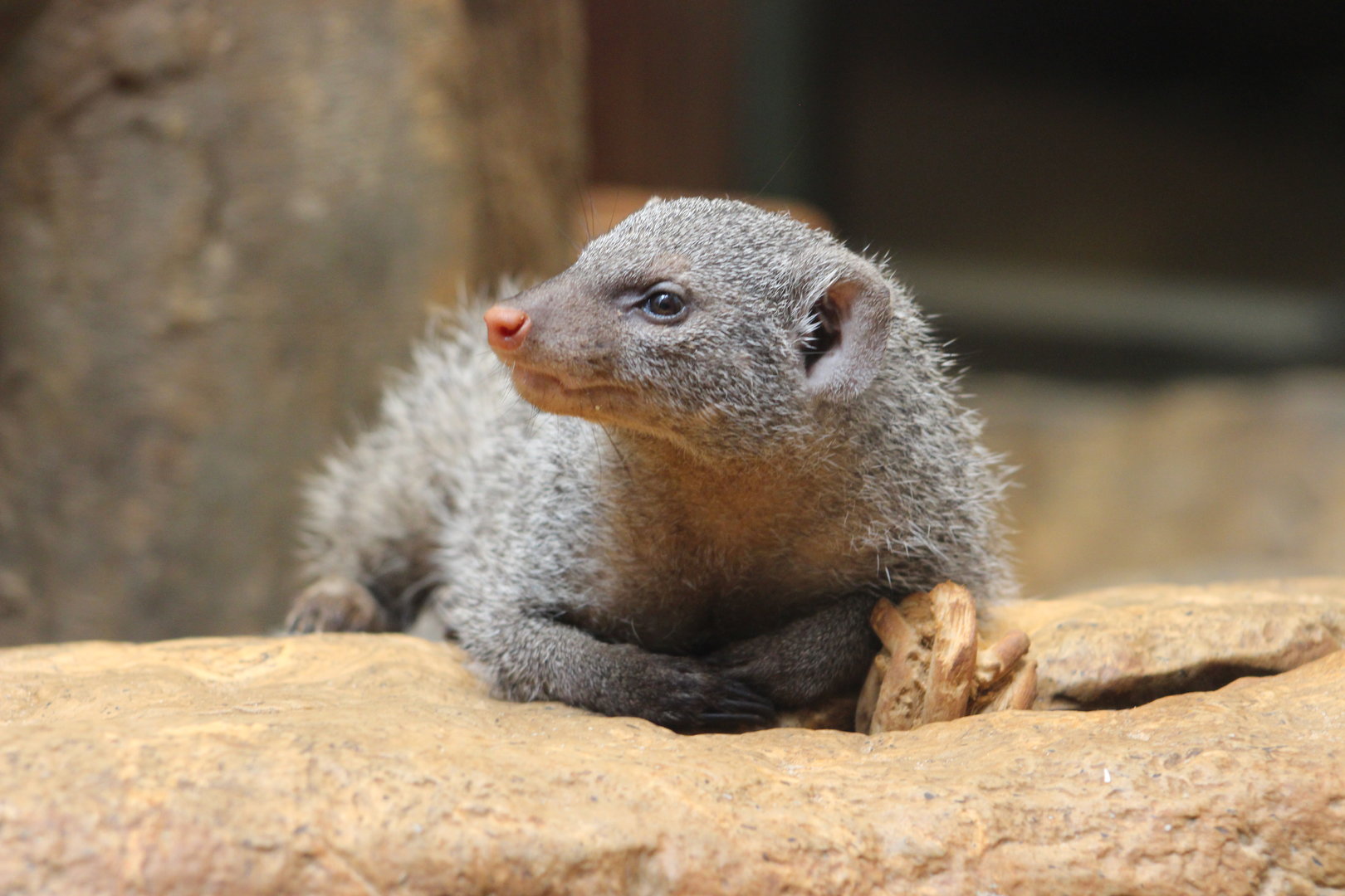 Tropic Zone - Banded Mongoose