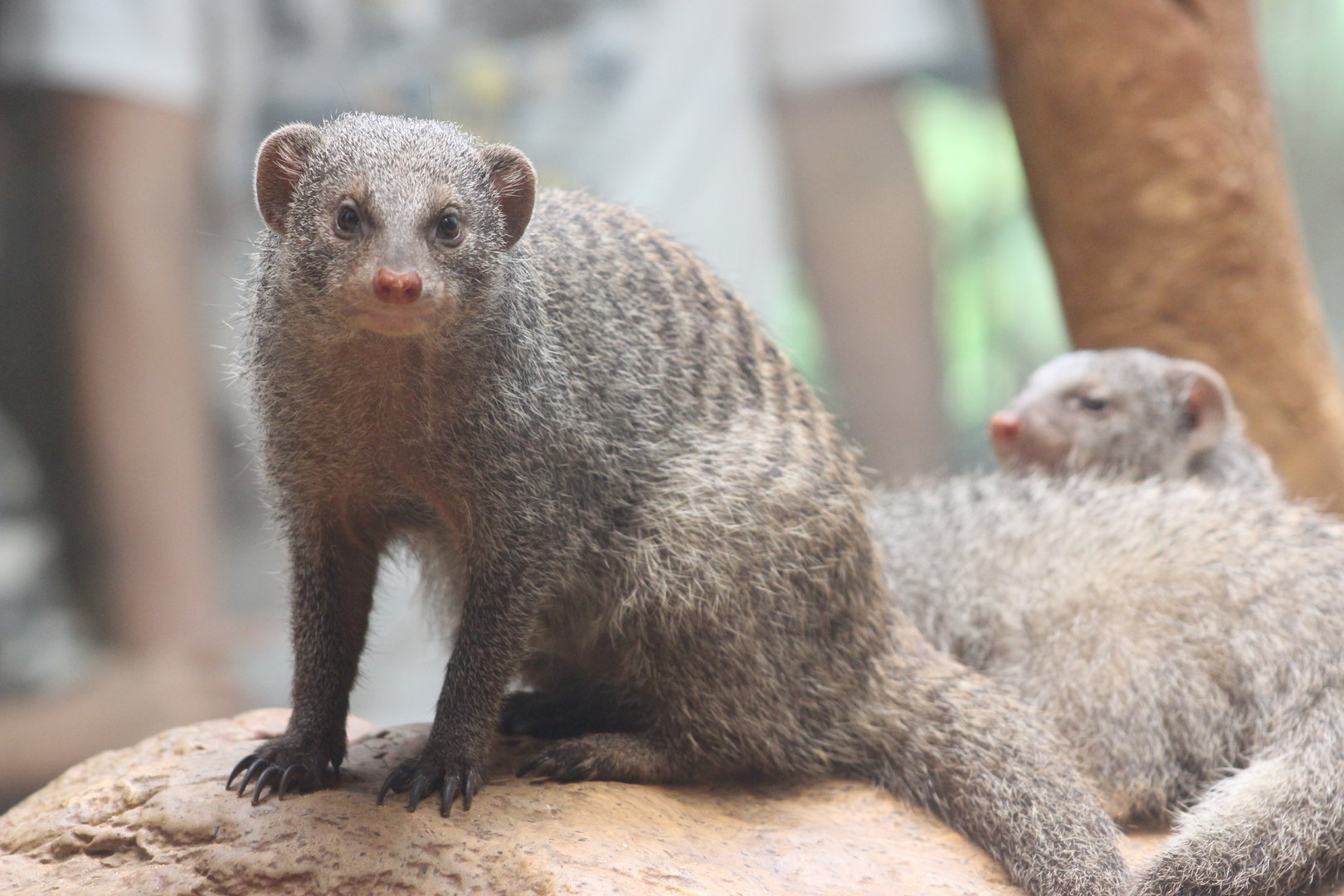 Tropic Zone - Banded Mongoose