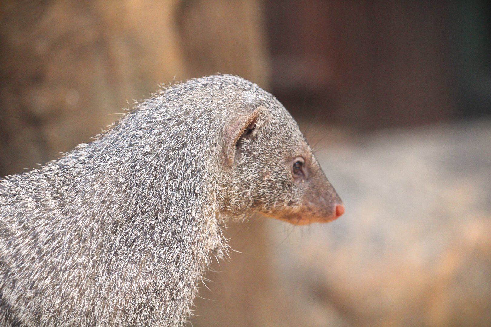 Tropic Zone - Banded Mongoose