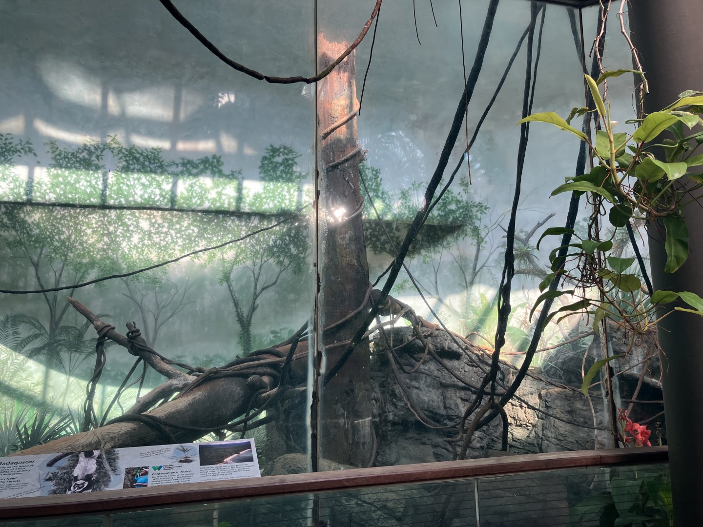 Tropic Zone - Black & White Ruffed Lemur Exhibit