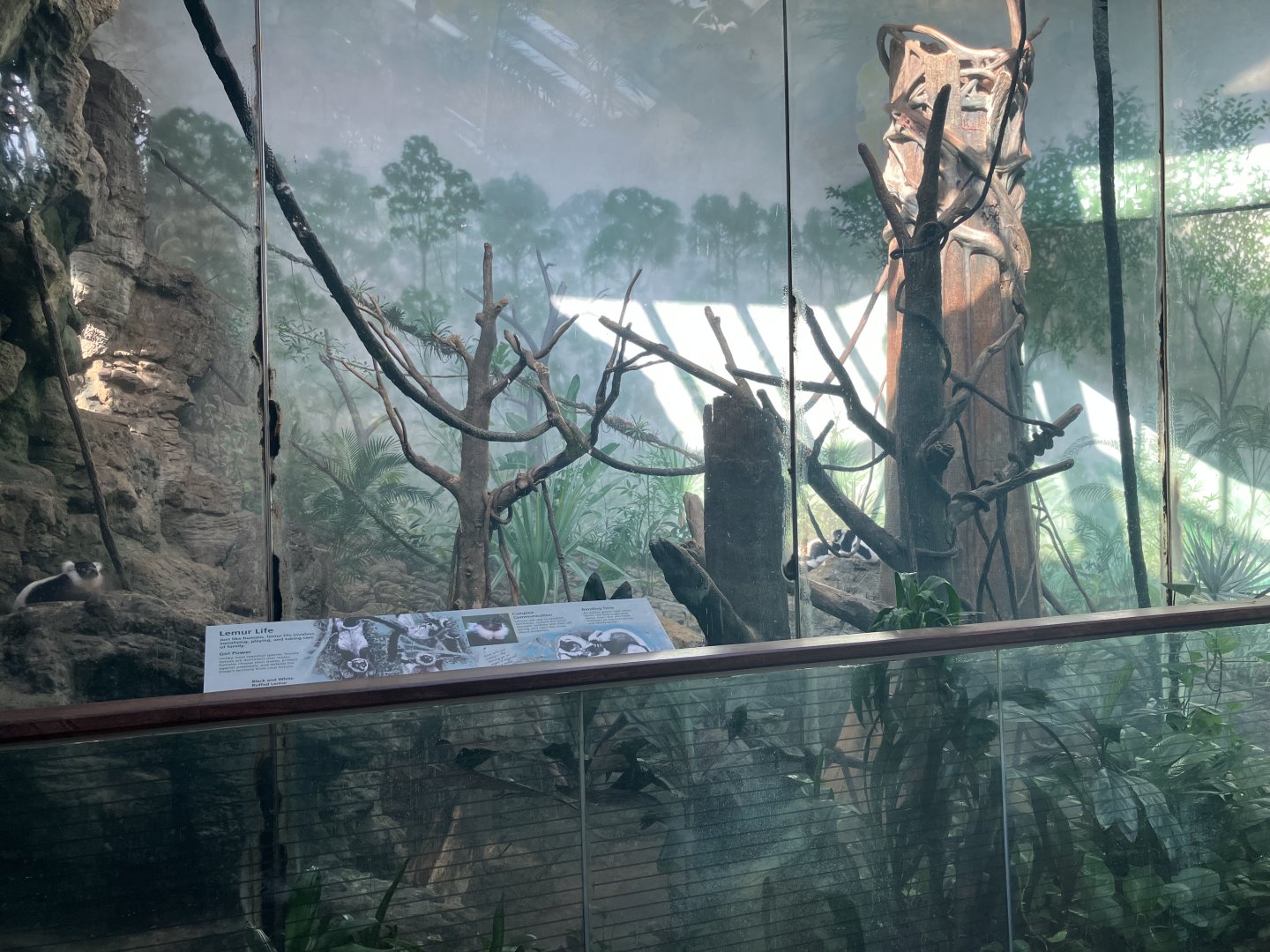 Tropic Zone - Black & White Ruffed Lemur Exhibit