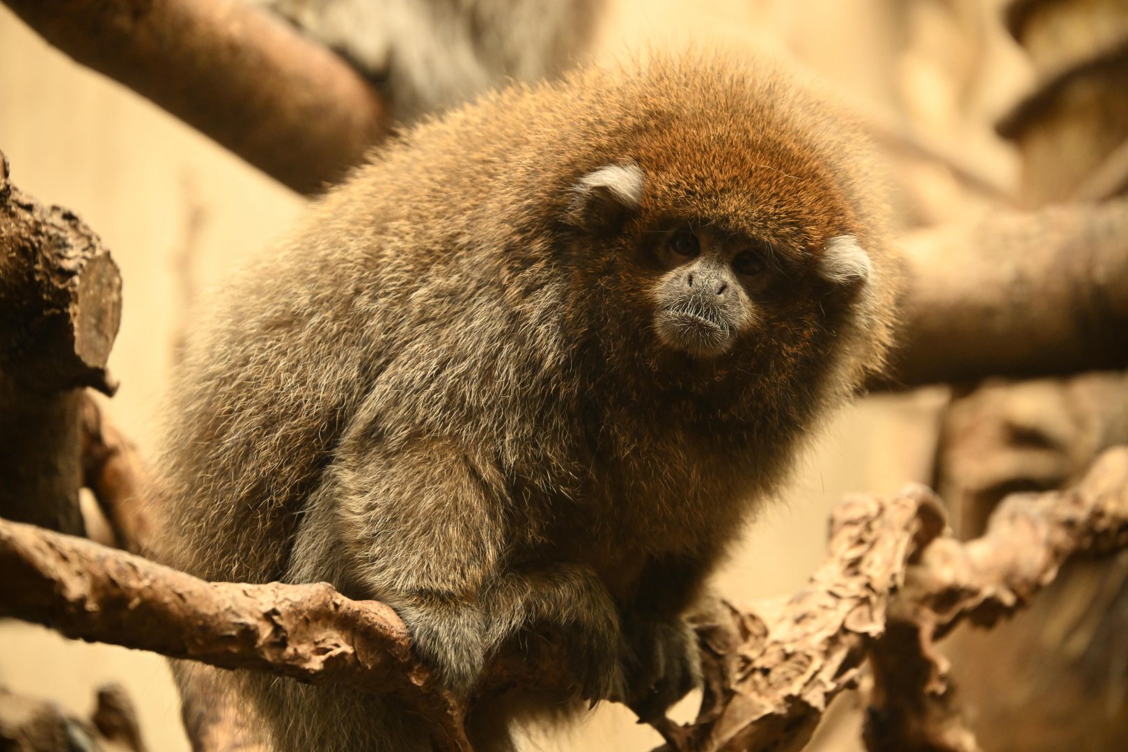 Tropic Zone - Bolivian Gray Titi (Plecturocebus donacophilus)