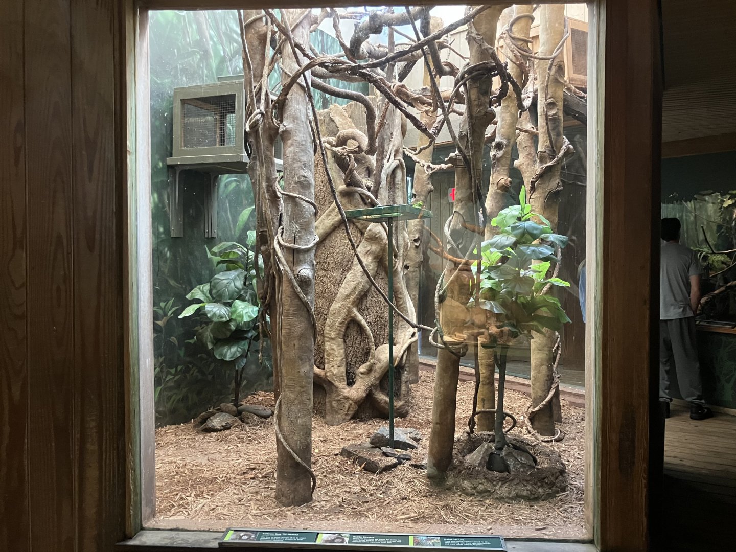Tropic Zone - Bolivian Grey Titi/Chestnut Weaver Exhibit