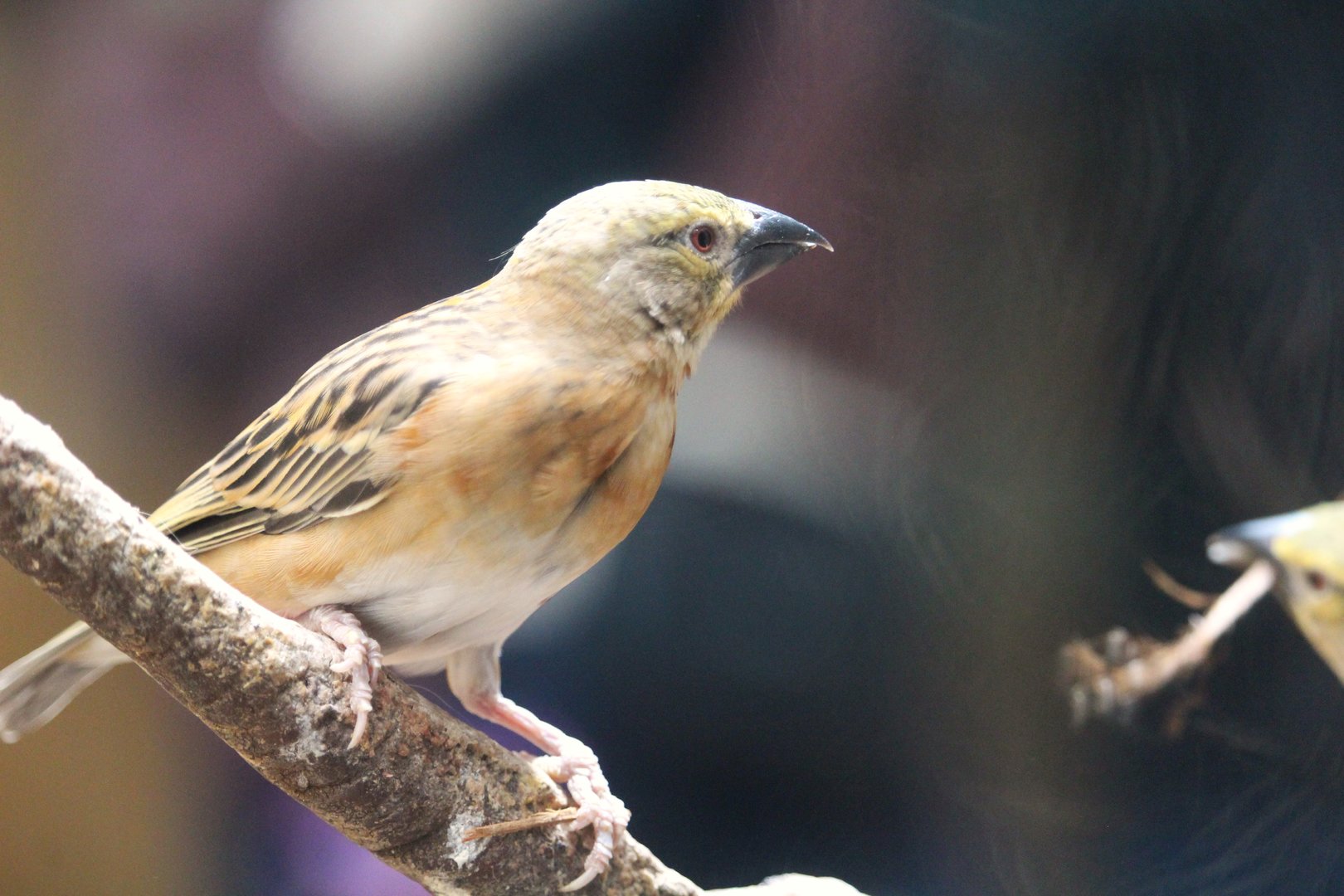 Tropic Zone - Chestnut Weaver