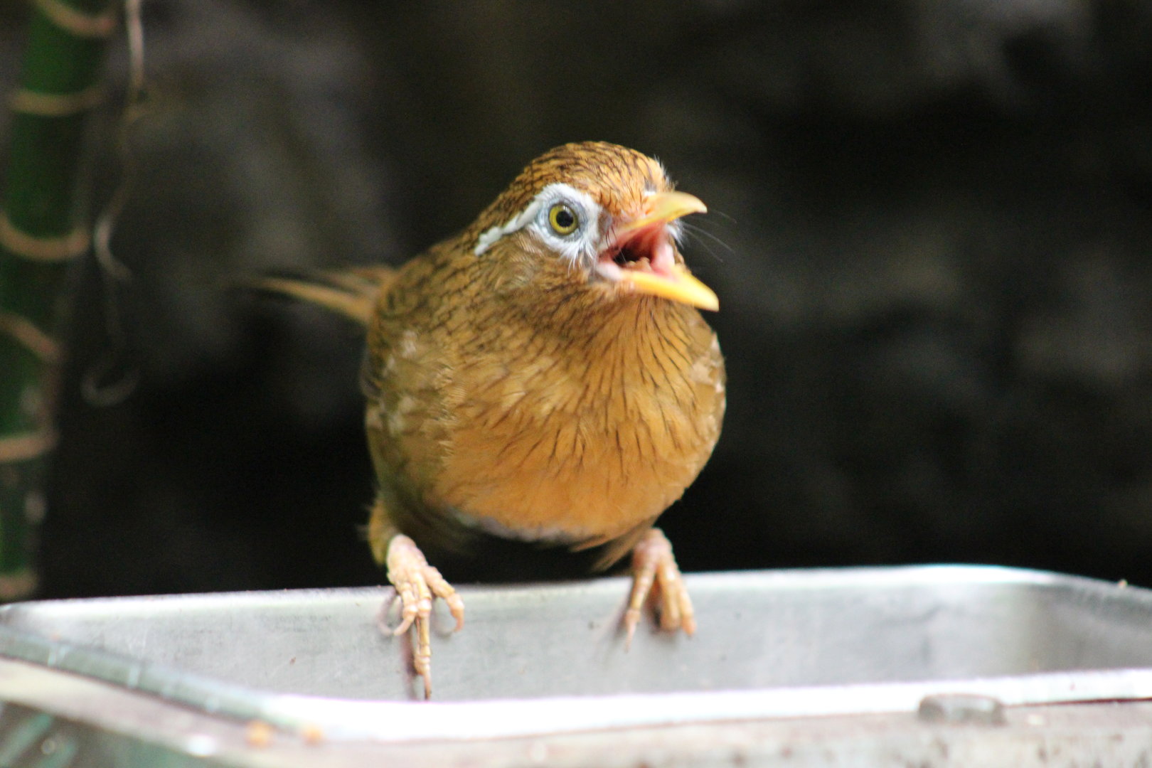 Tropic Zone - Chinese Hwamei