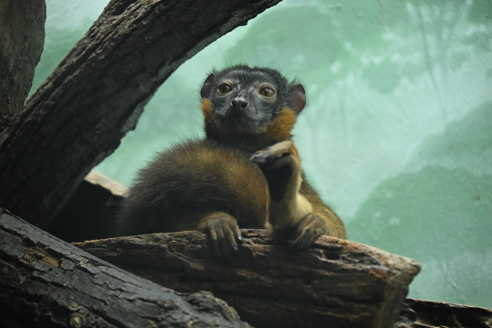 Tropic Zone - Collared Brown Lemur (Eulemur collaris)