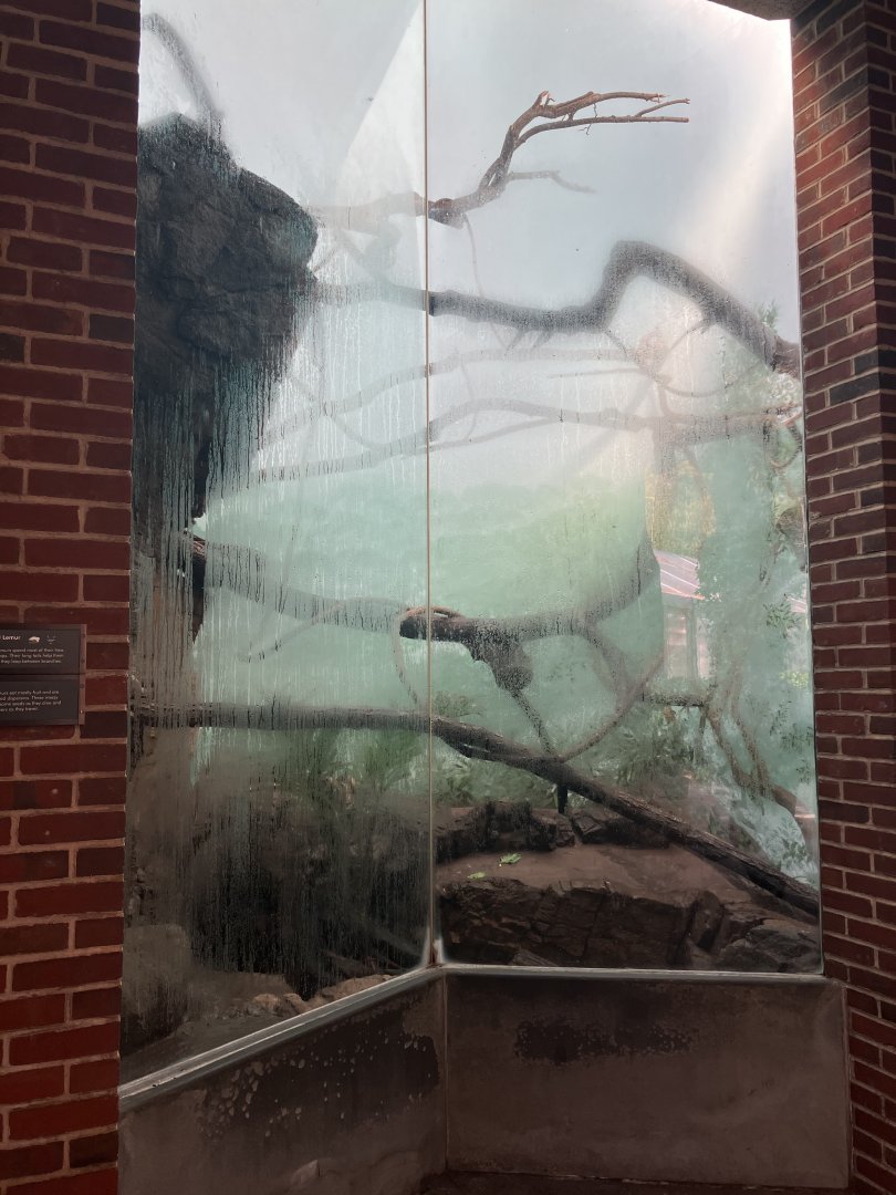 Tropic Zone - Collared Lemur Exhibit