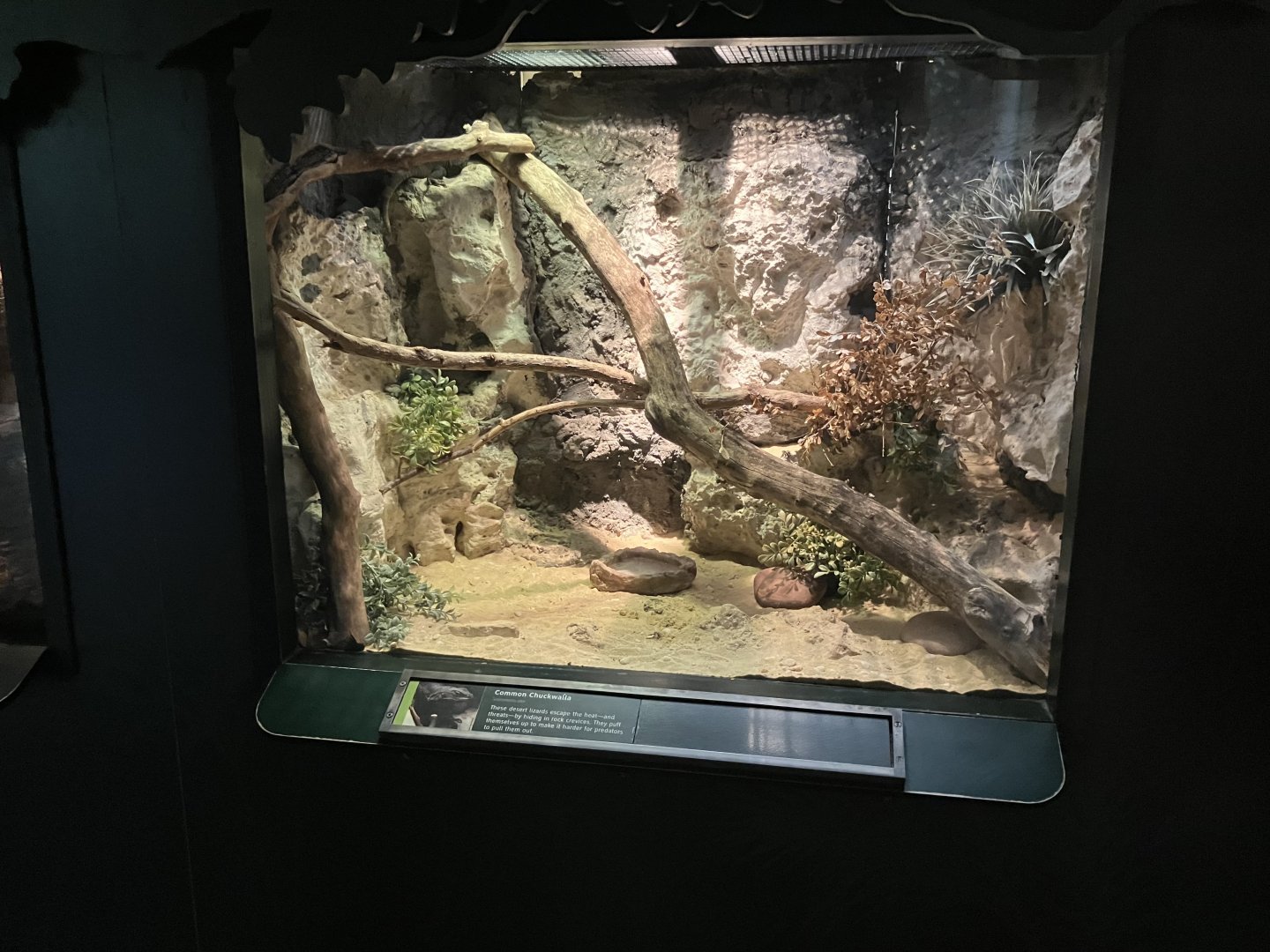 Tropic Zone - Common Chuckwalla Terrarium