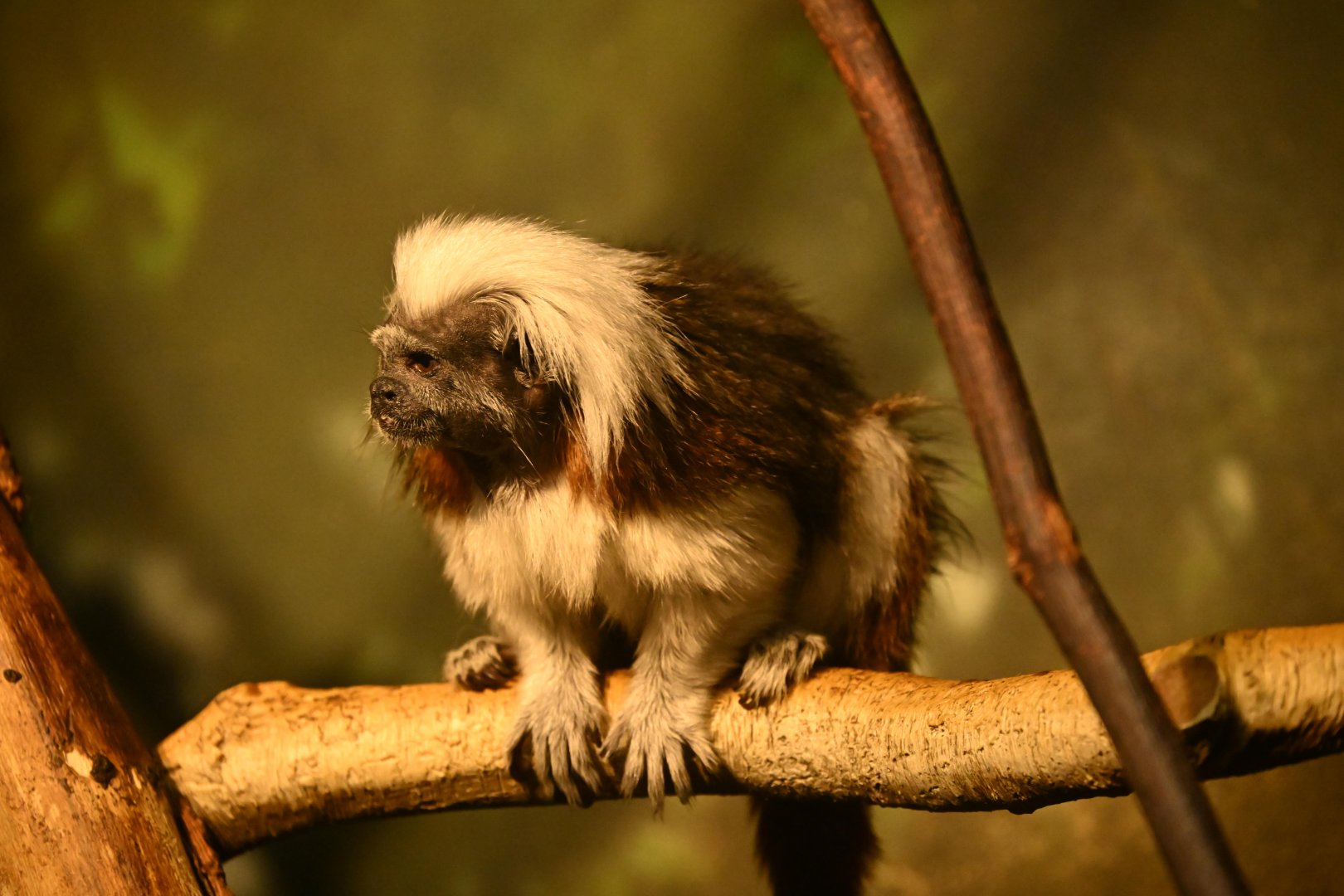 Tropic Zone - Cotton-headed Tamarin (Saguinus oedipus)