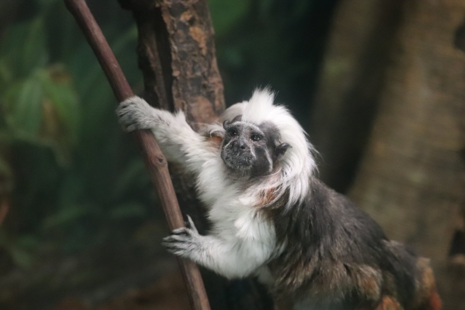 Tropic Zone - Cotton-Top Tamarin