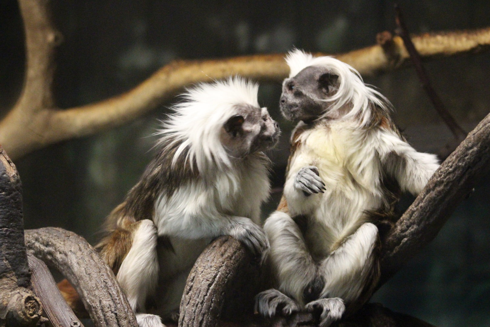 Tropic Zone - Cotton-top Tamarins