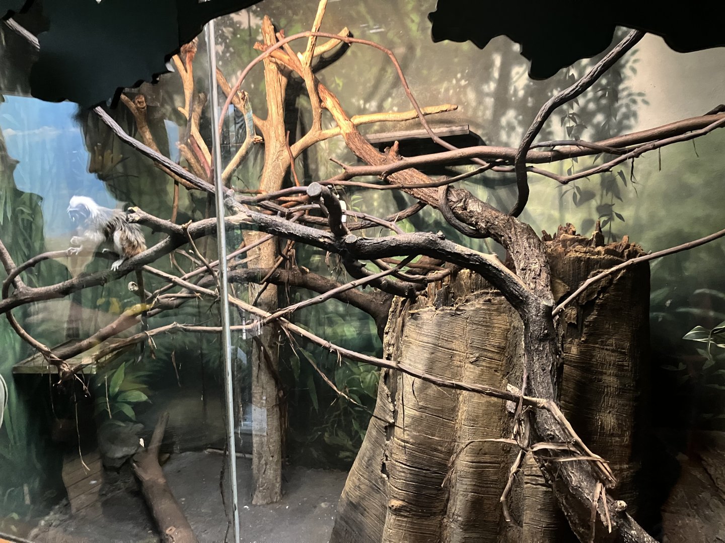 Tropic Zone - Cotton Topped Tamarin Exhibit