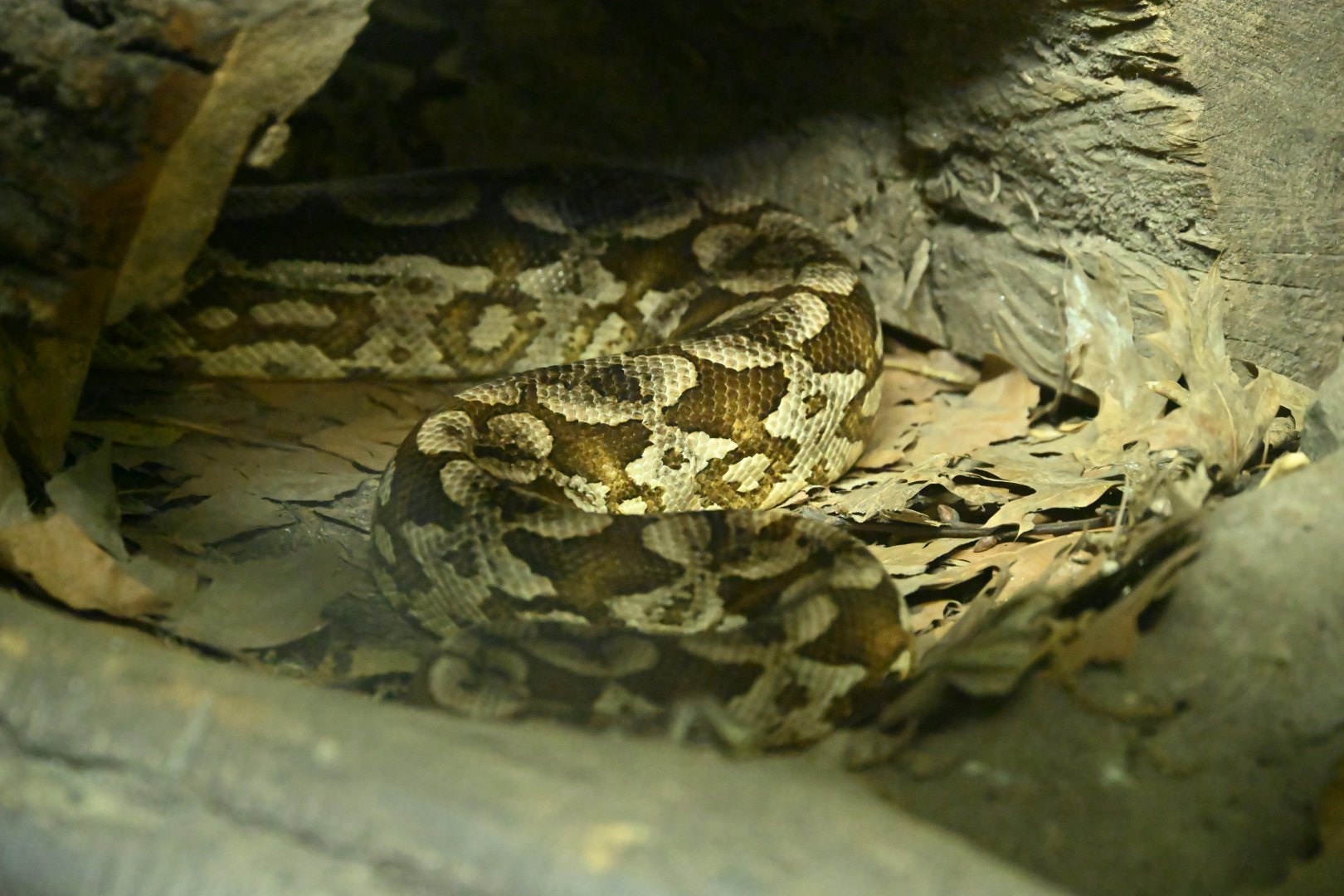 Tropic Zone - Dumeril's Boa (Acrantophis dumerili)