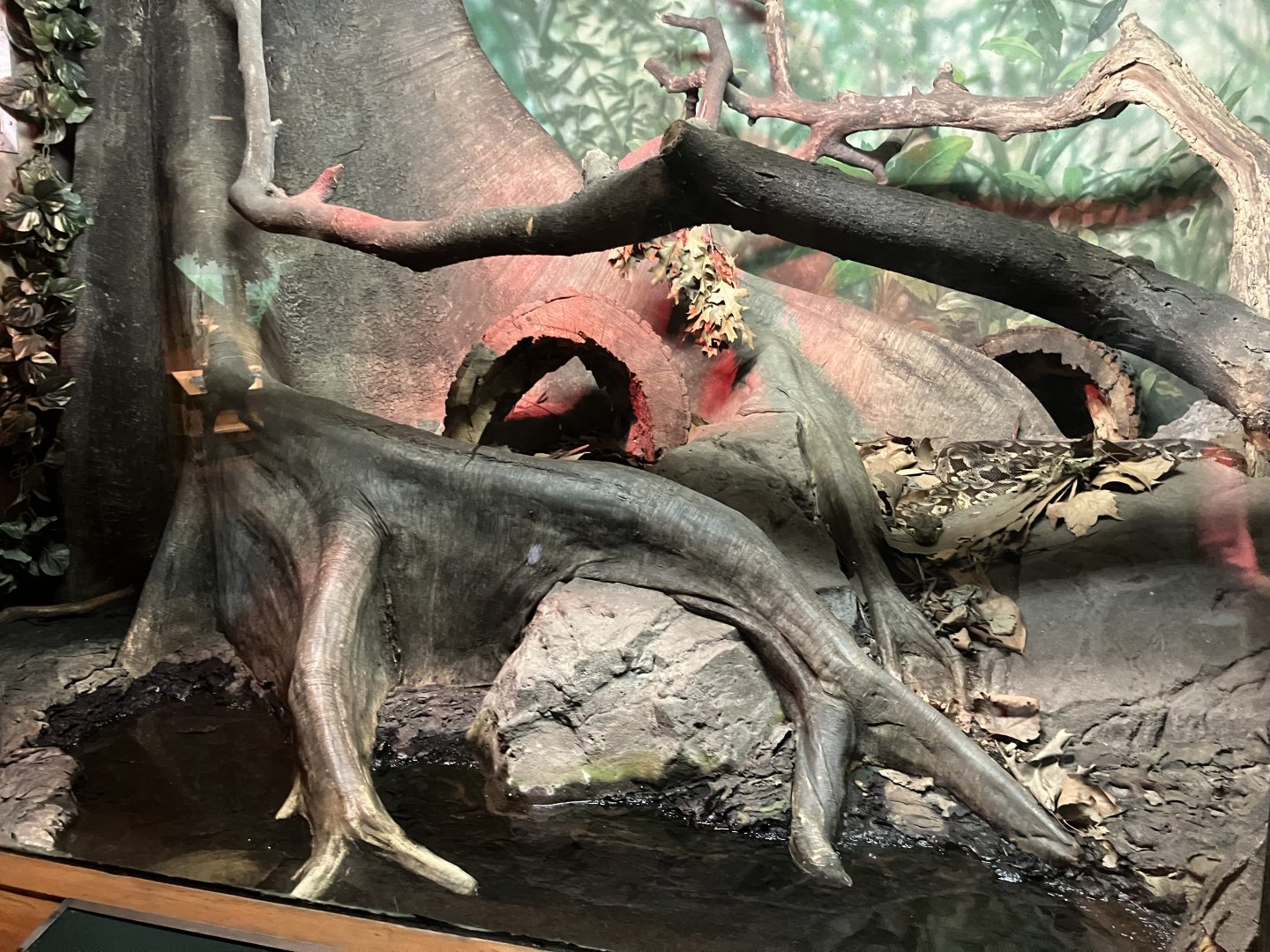 Tropic Zone - Dumeril’s Ground Boa Exhibit