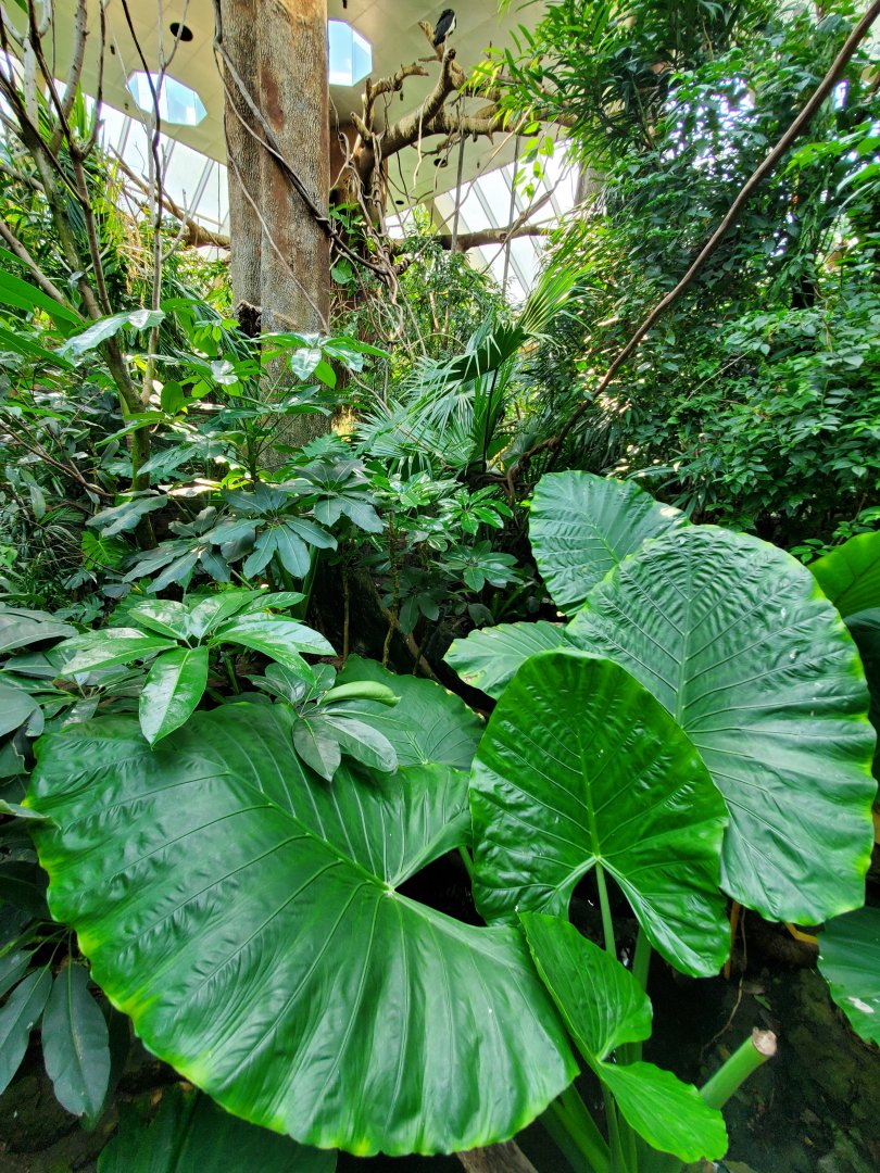 Tropic Zone General View - August 2021