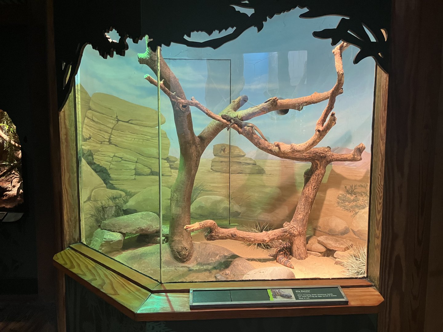 Tropic Zone - Gila Monster/Common Chuckwalla Exhibit