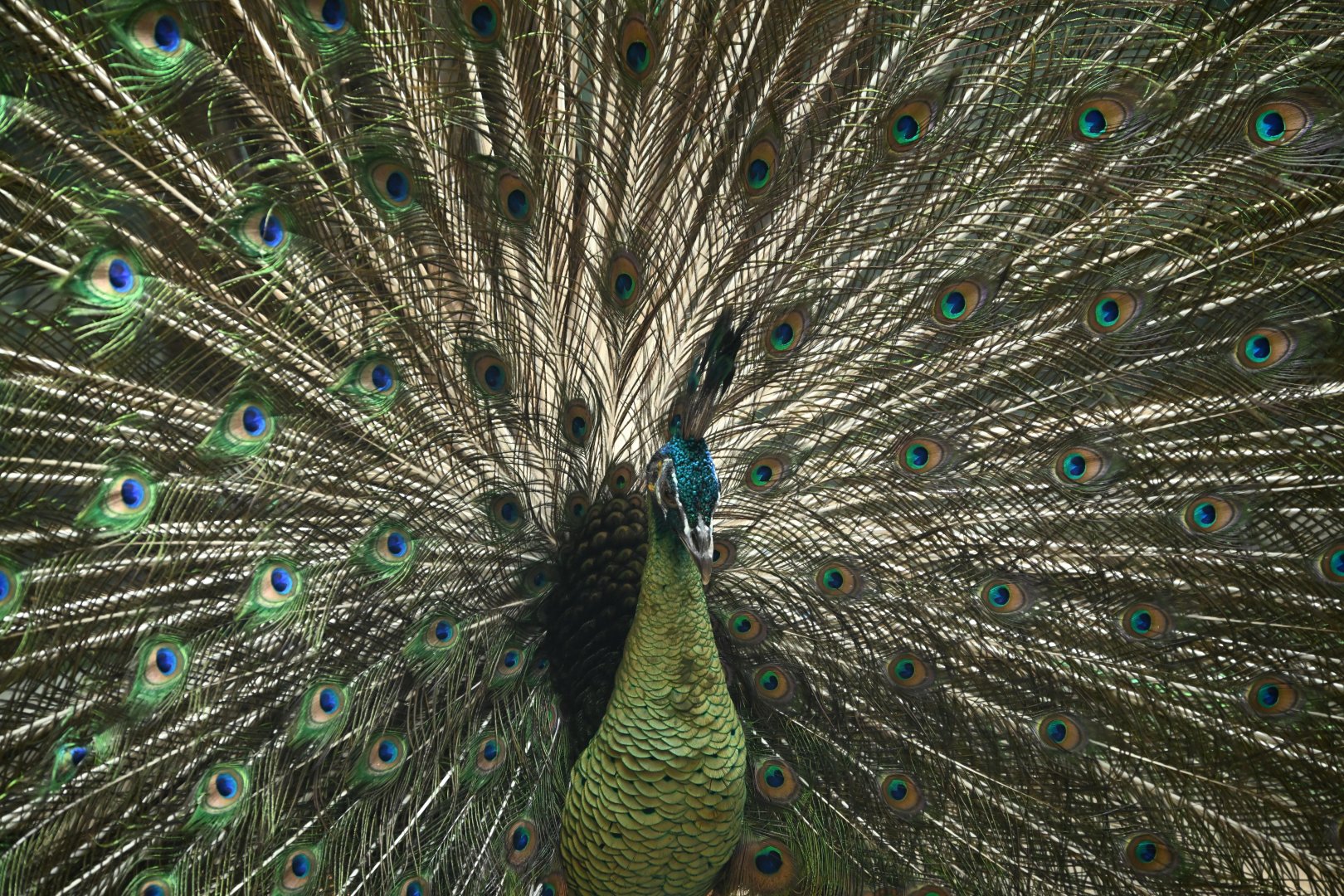 Tropic Zone - Green Peafowl (Pavo muticus)