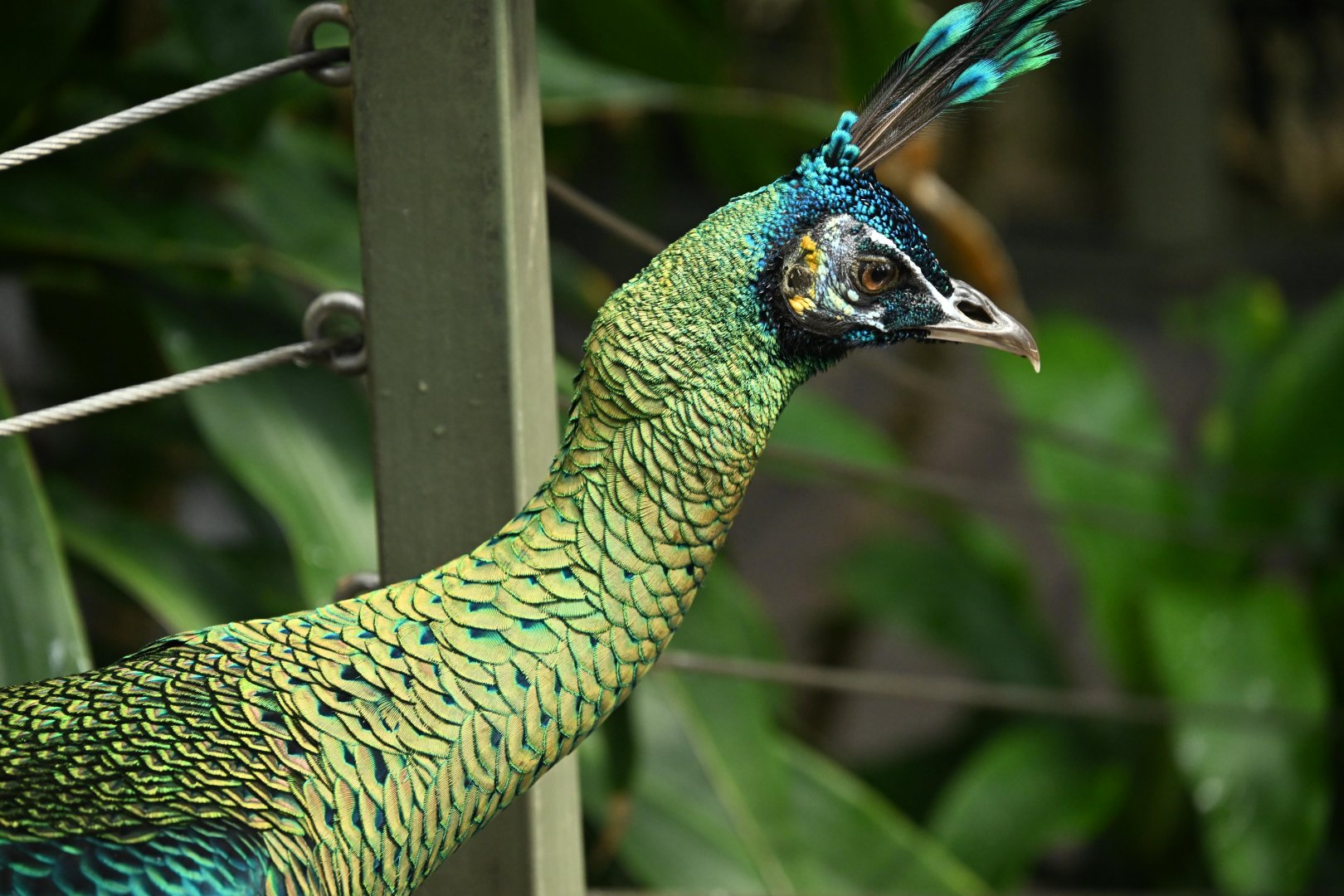 Tropic Zone - Green Peafowl (Pavo muticus)