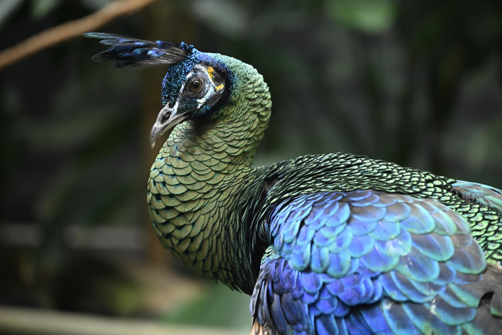 Tropic Zone - Green Peafowl (Pavo muticus)