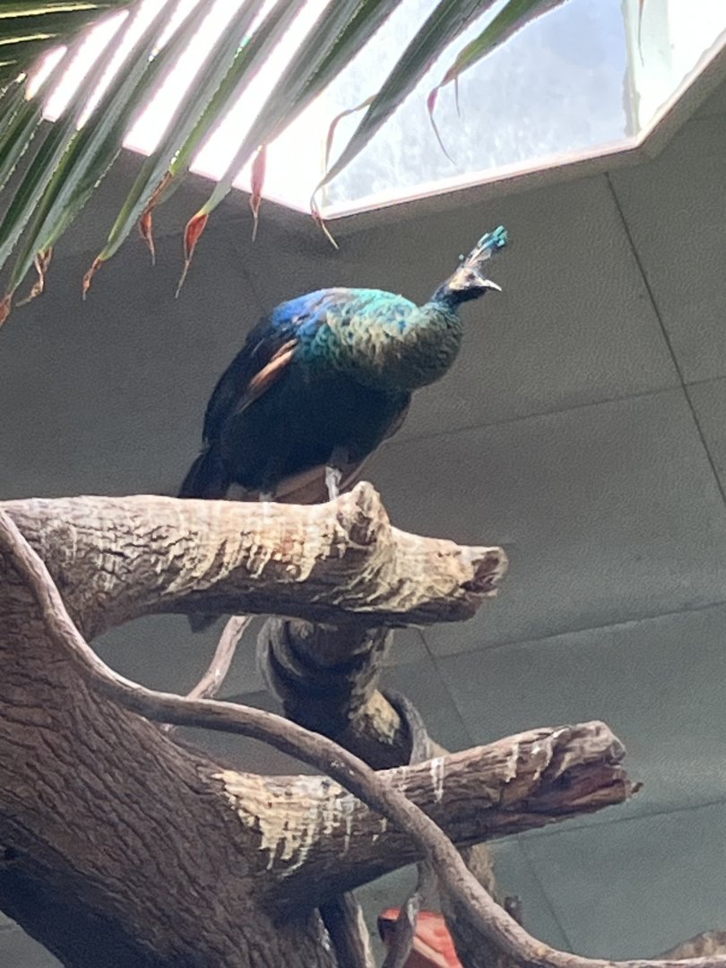 Tropic Zone - Green Peafowl