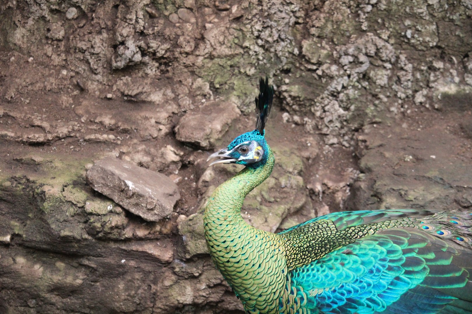 Tropic Zone - Javan Green Peafowl